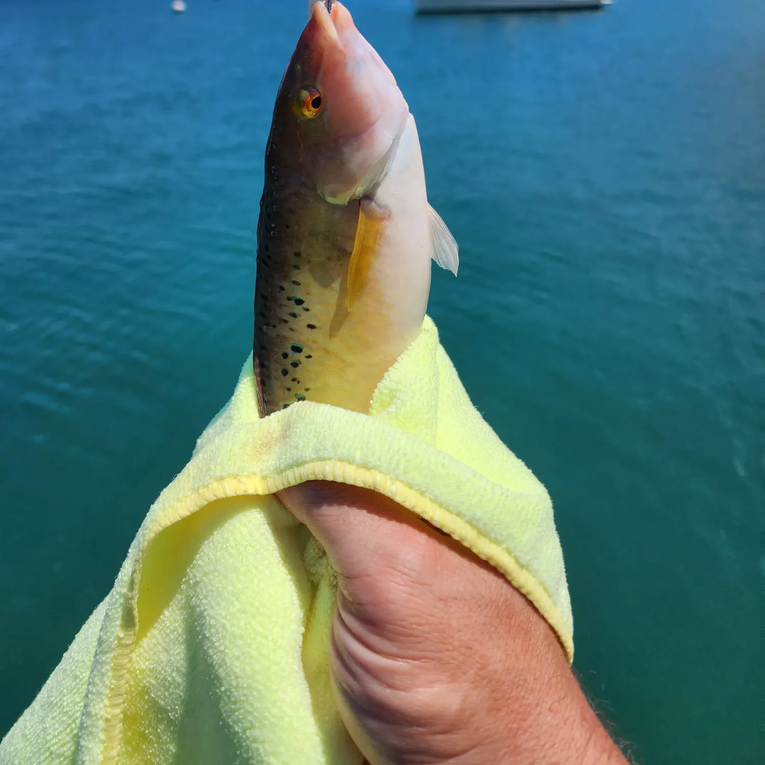 The most recent Rock wrasse catches on Fishbrain