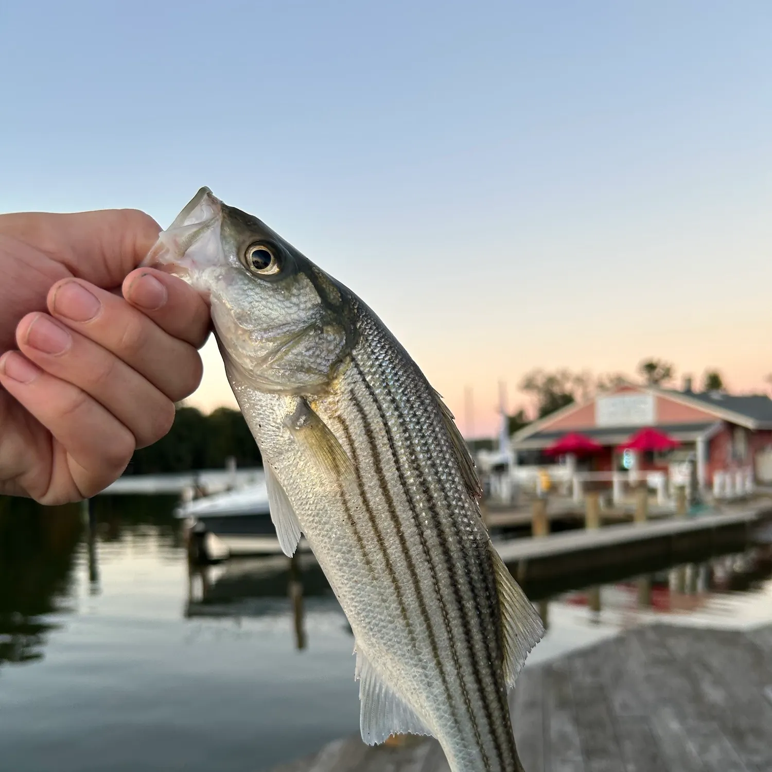 Striped bass caught on Fishbrain