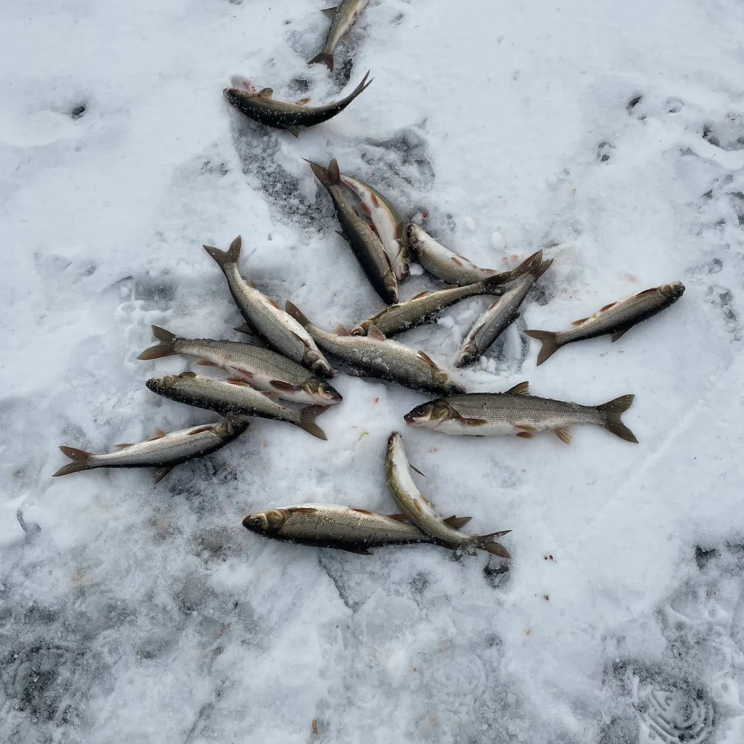 Fish caught on Fishbrain