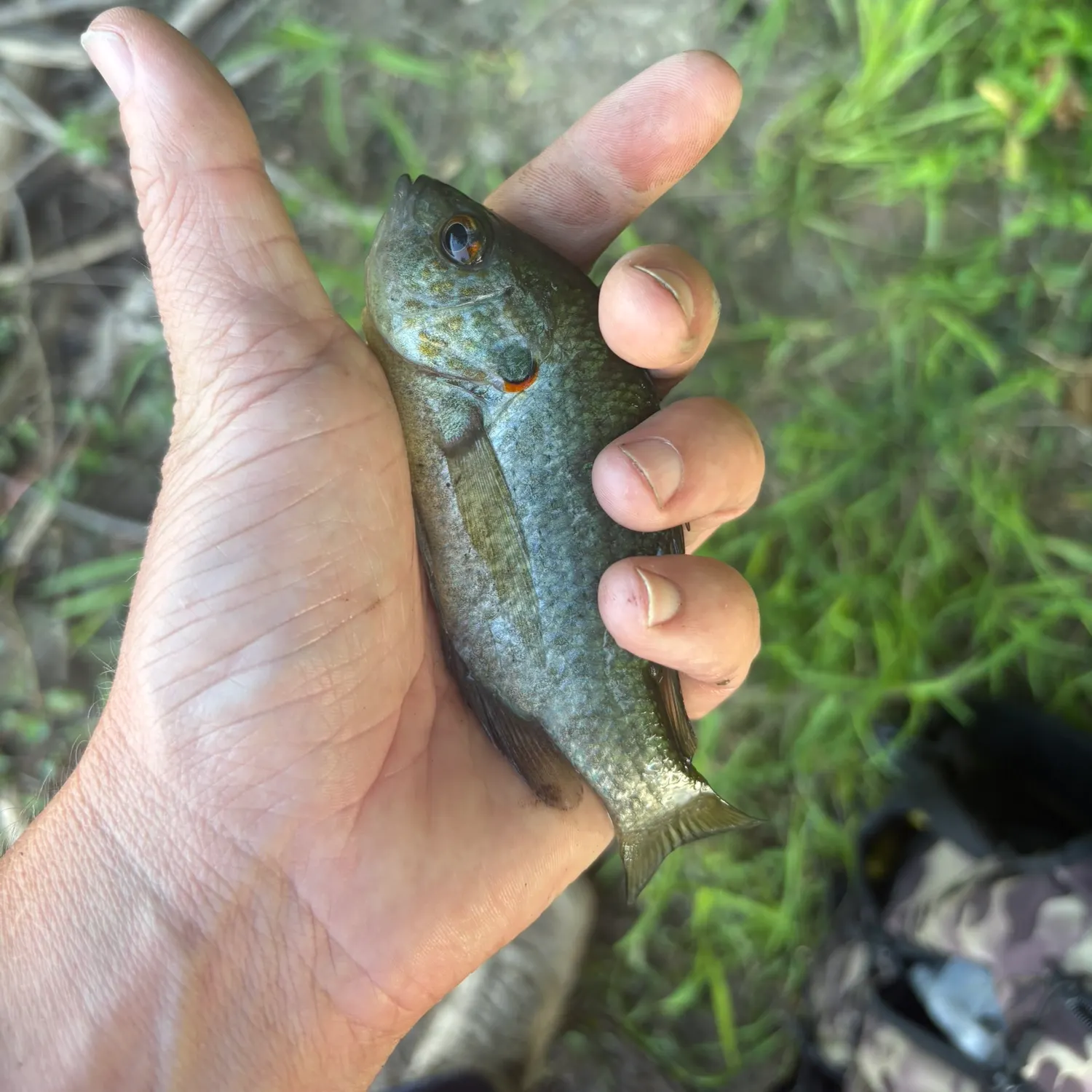 Redear sunfish caught on Fishbrain