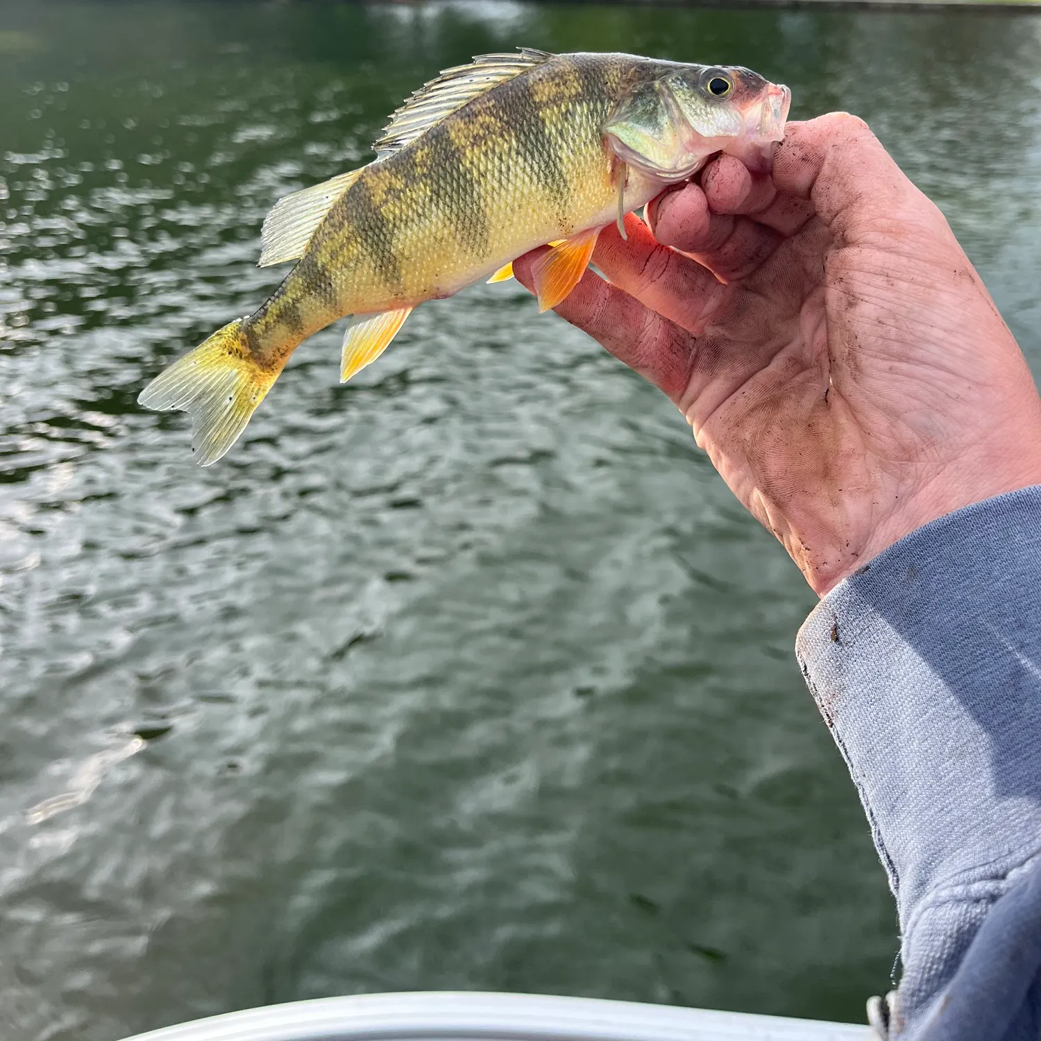 Yellow perch caught on Fishbrain