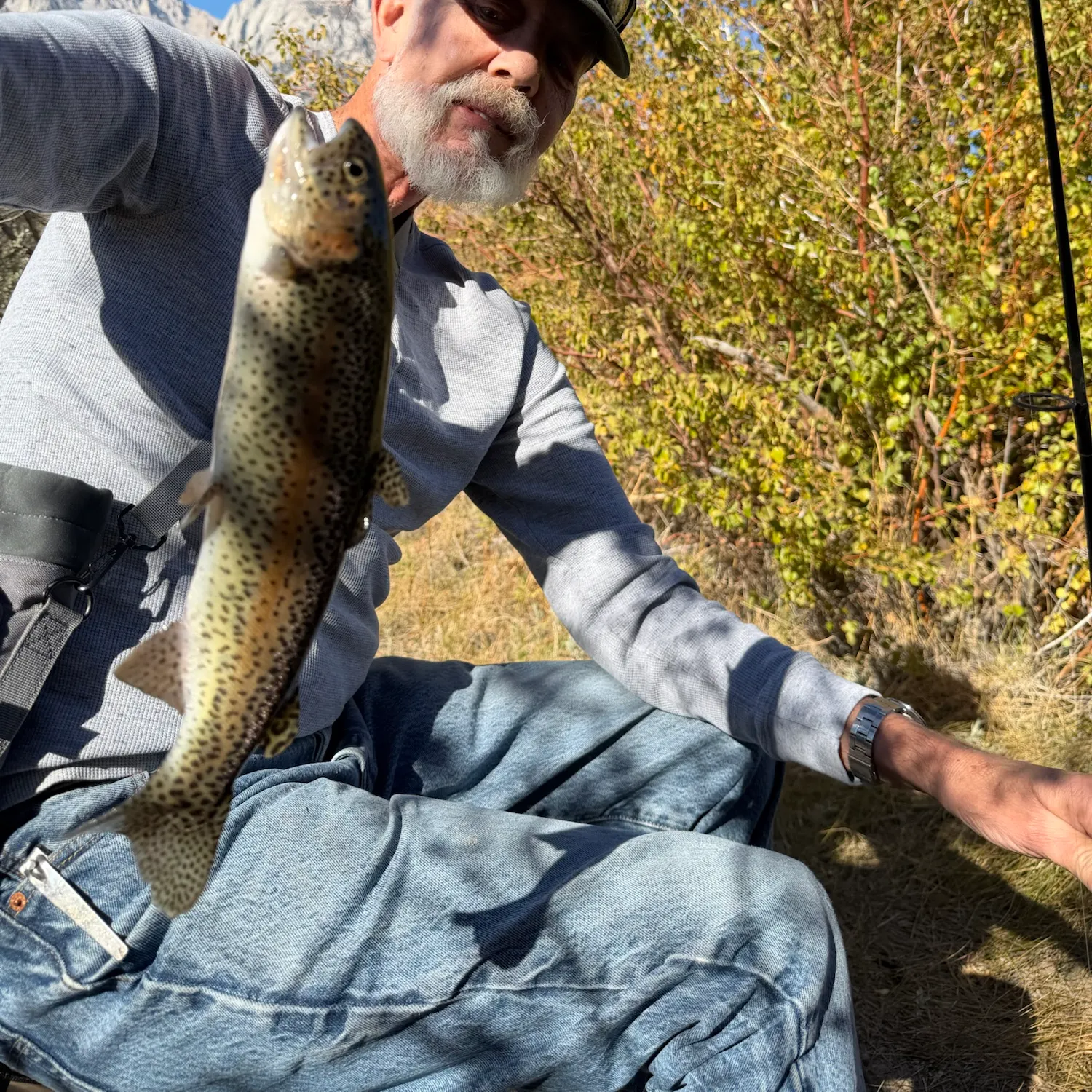 Rainbow trout caught on Fishbrain