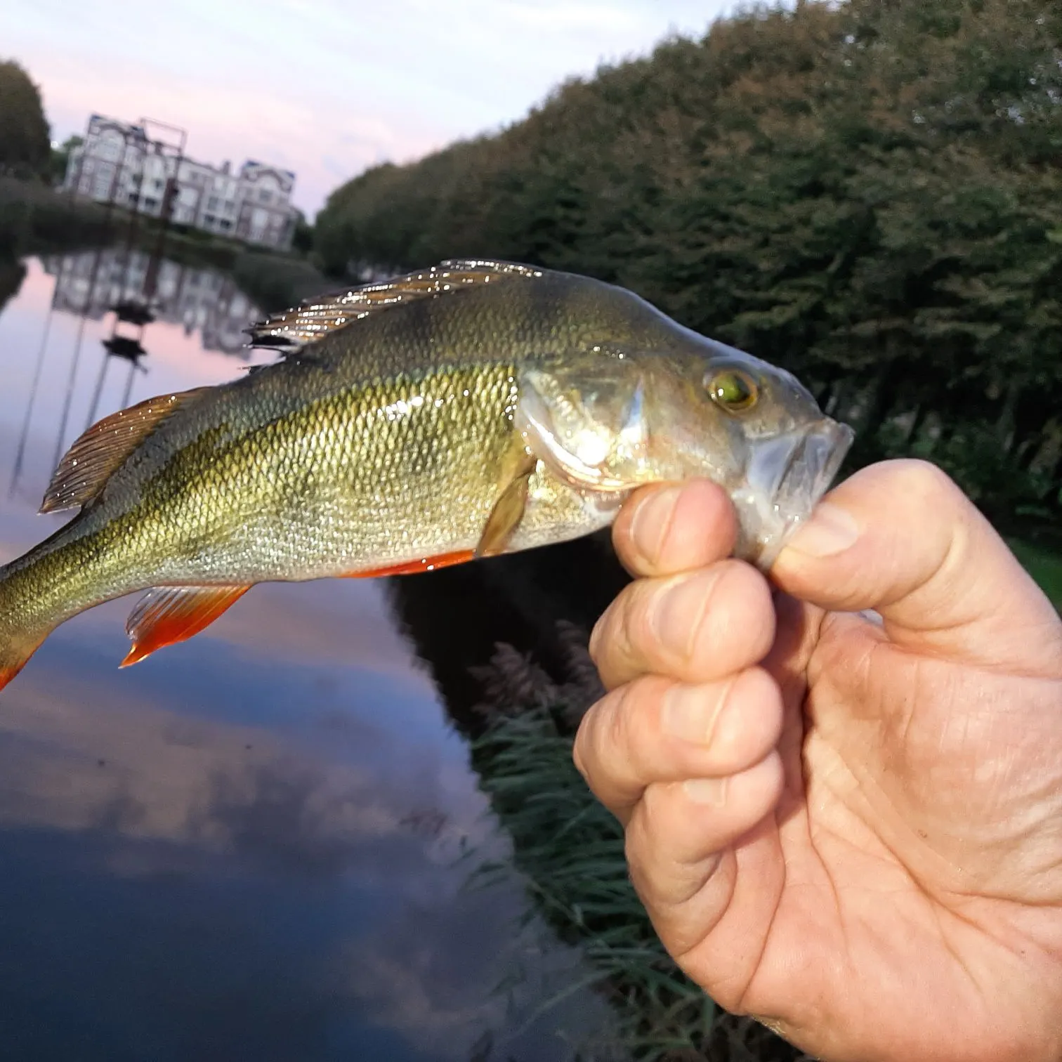 catch