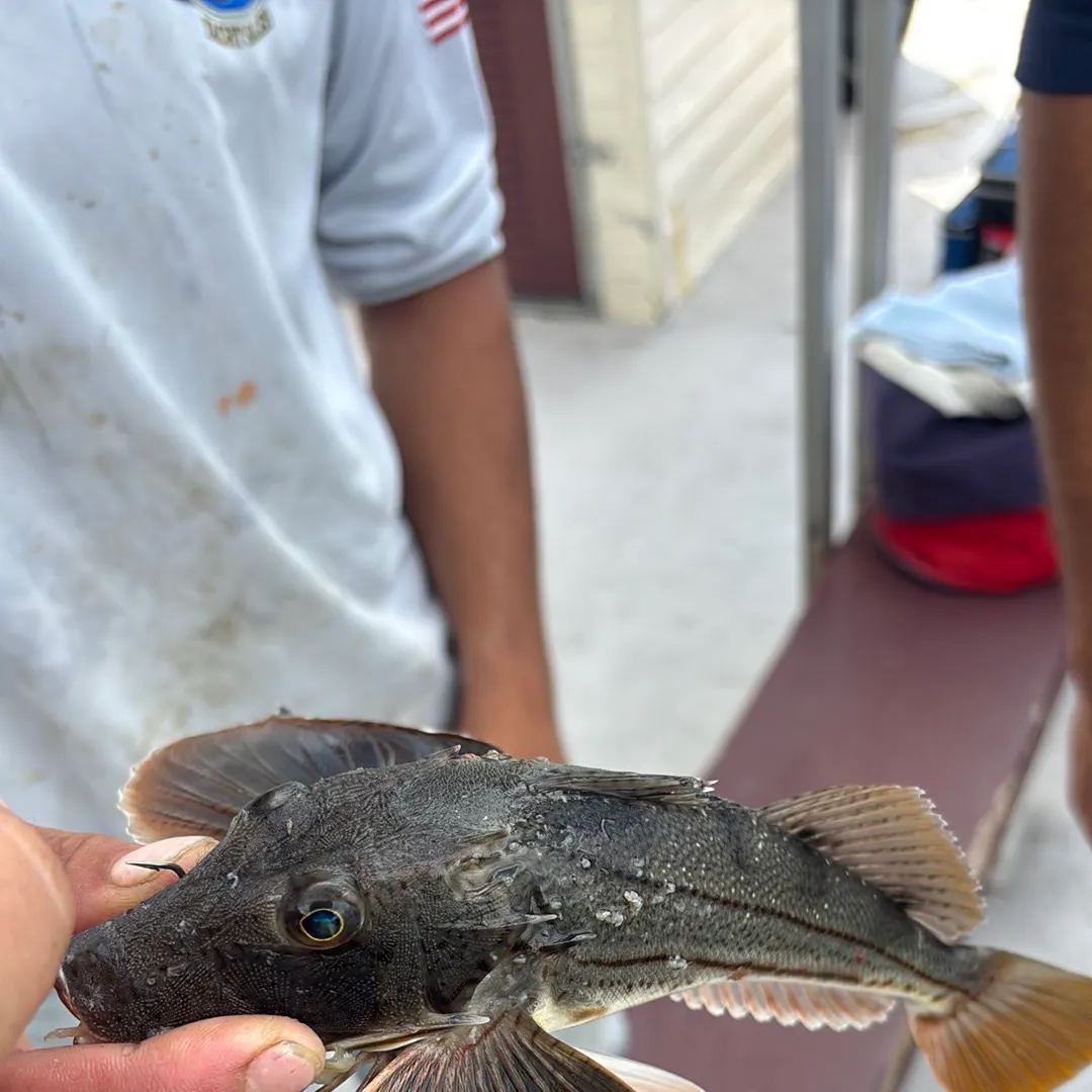 Striped searobin caught on Fishbrain