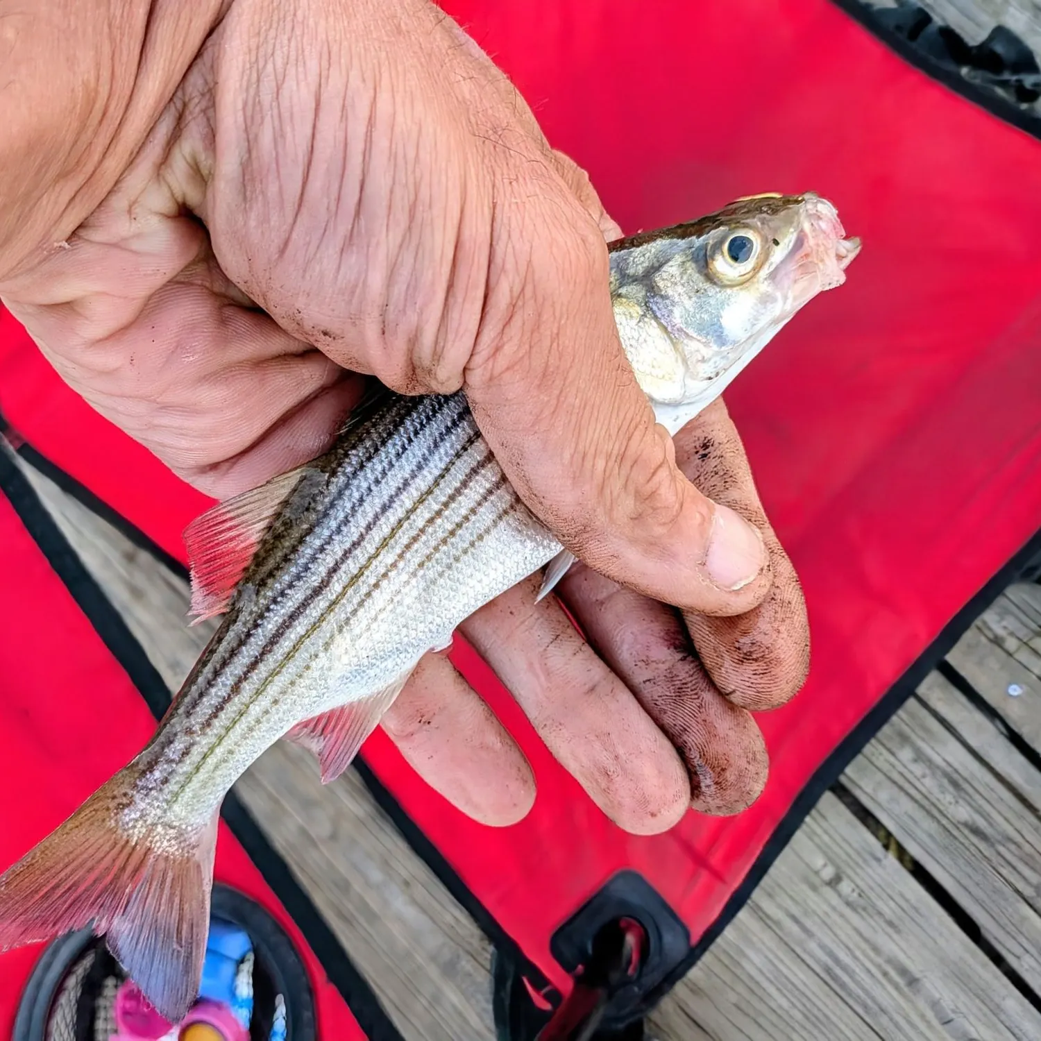 Striped bass caught on Fishbrain