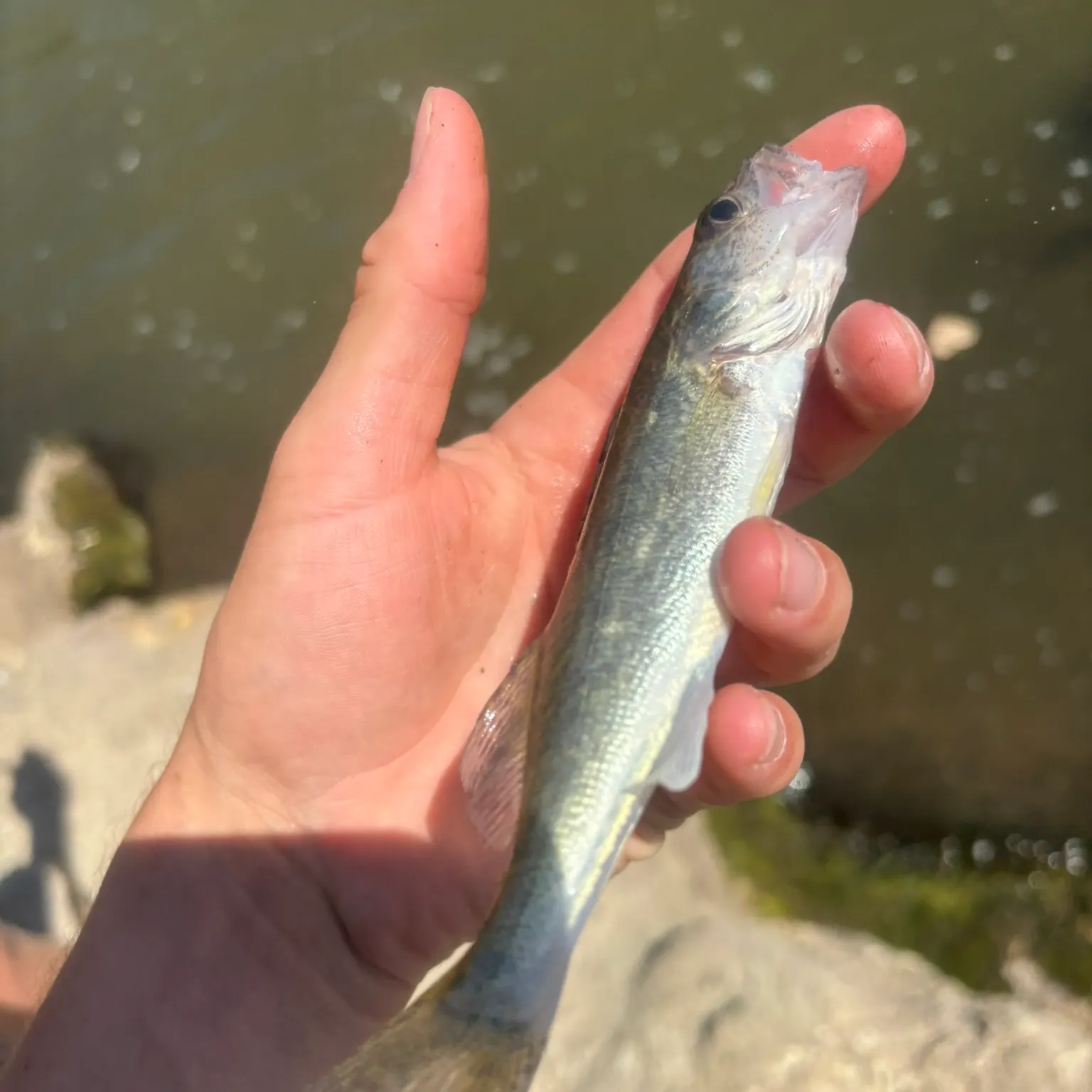 The most recent Saugeye catches on Fishbrain