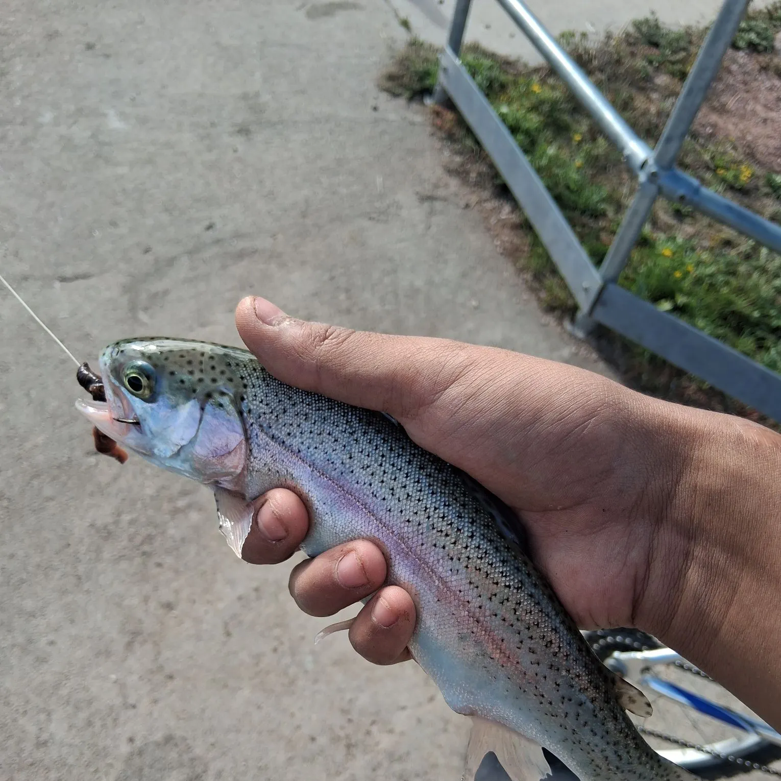 Rainbow trout caught on Fishbrain