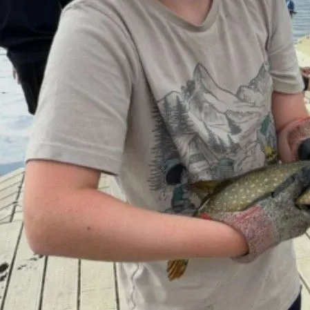 Northern pike caught on Fishbrain