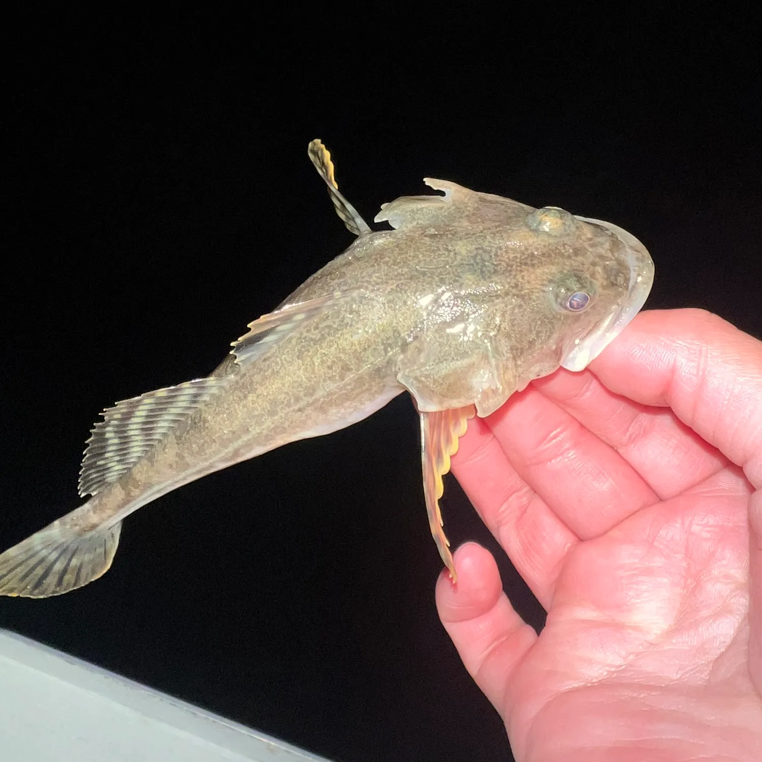 The most recent Kelp greenling catches on Fishbrain