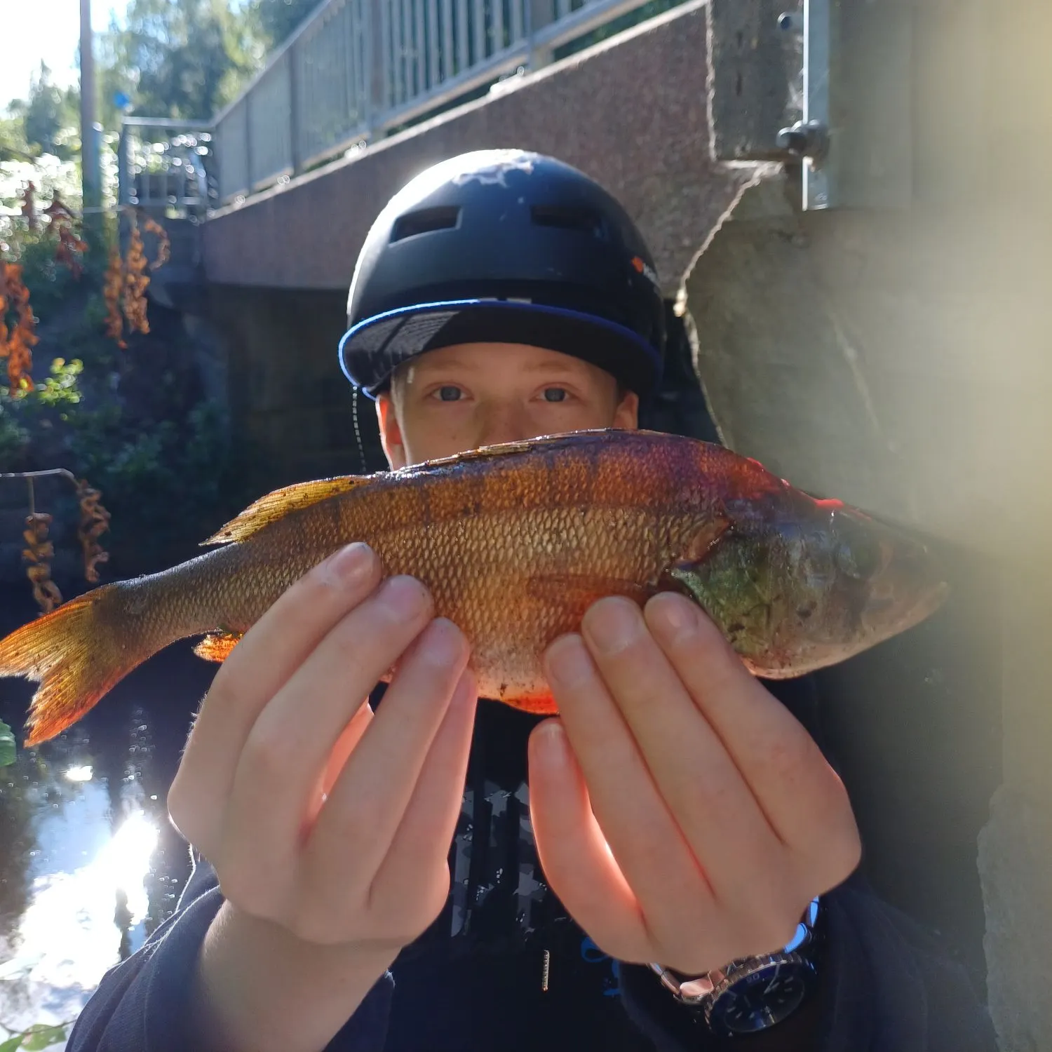 European perch caught on Fishbrain
