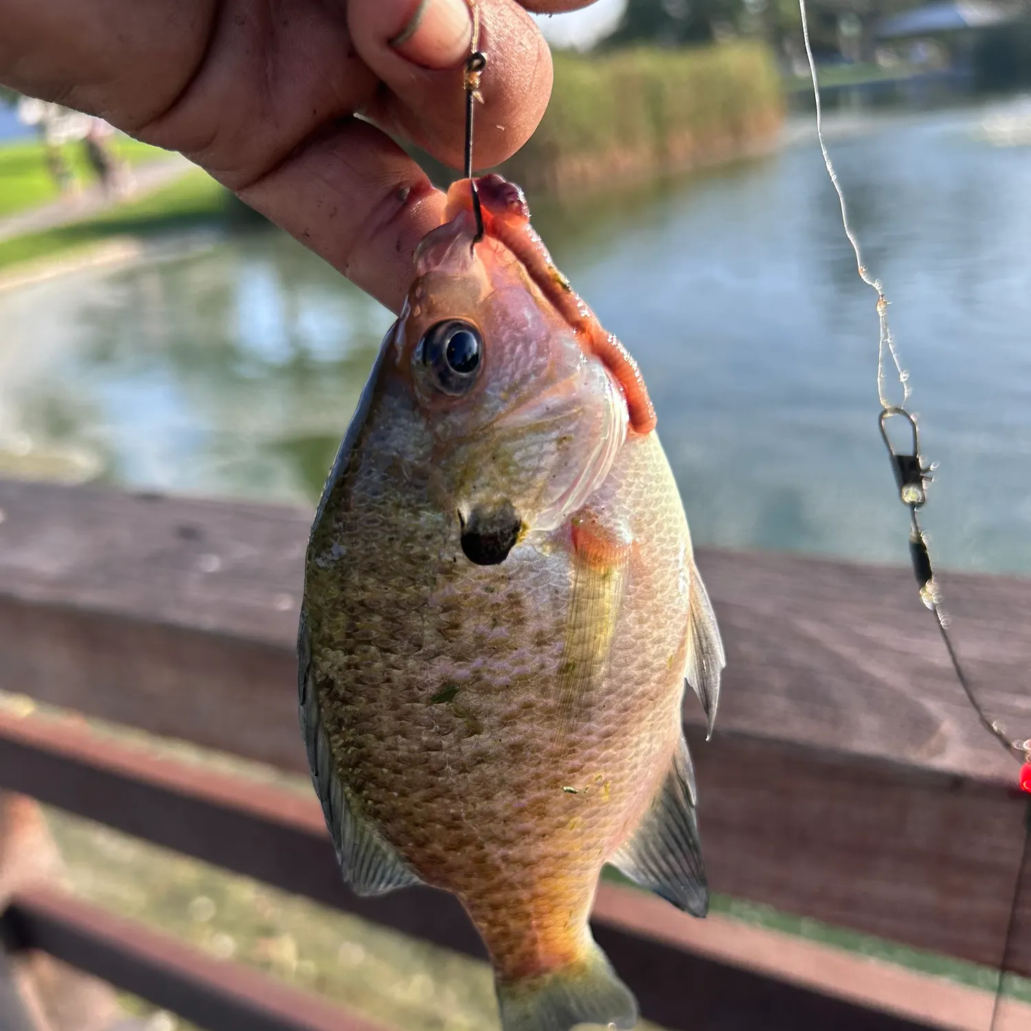 Bluegill caught on Fishbrain