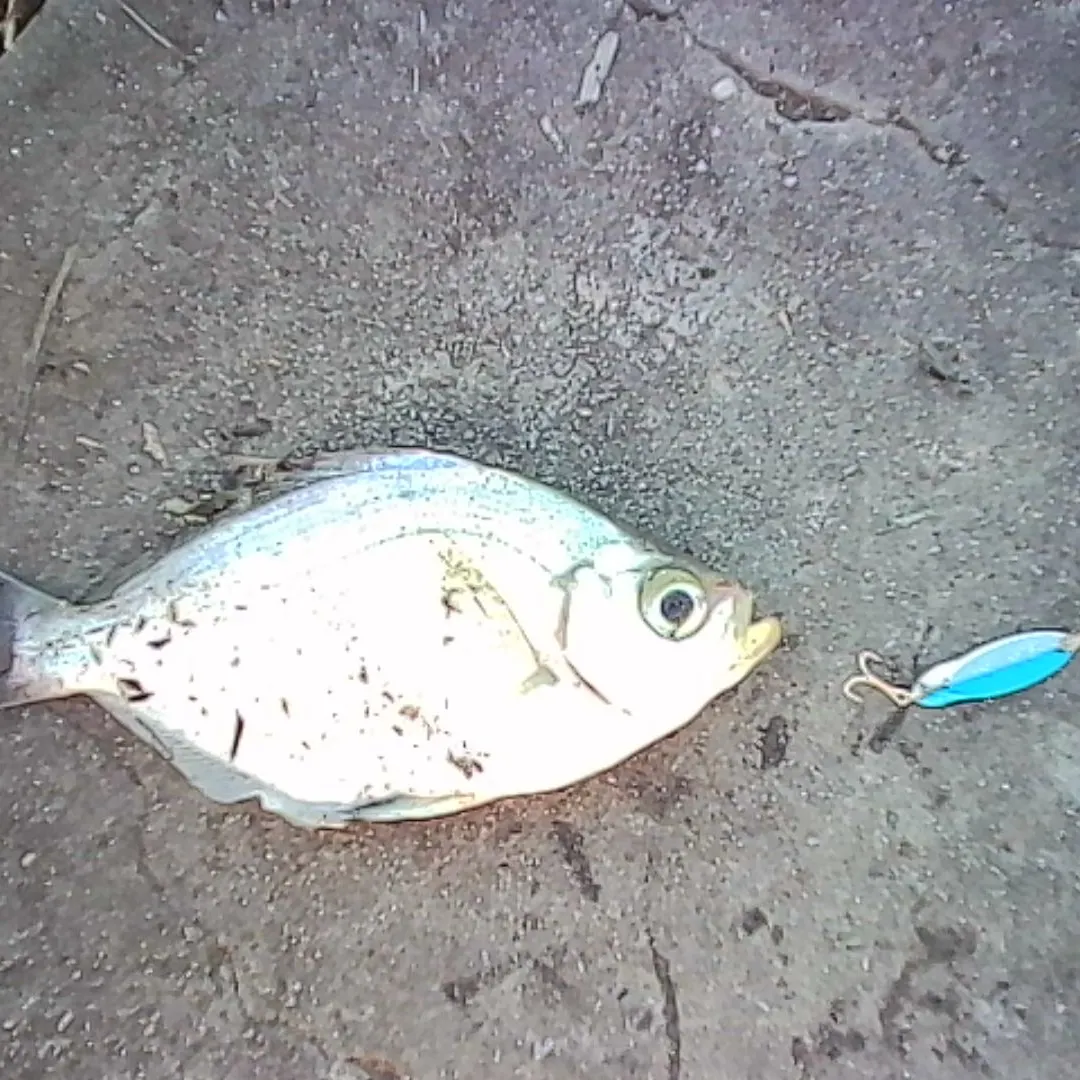 The most recent Walleye surfperch catches on Fishbrain
