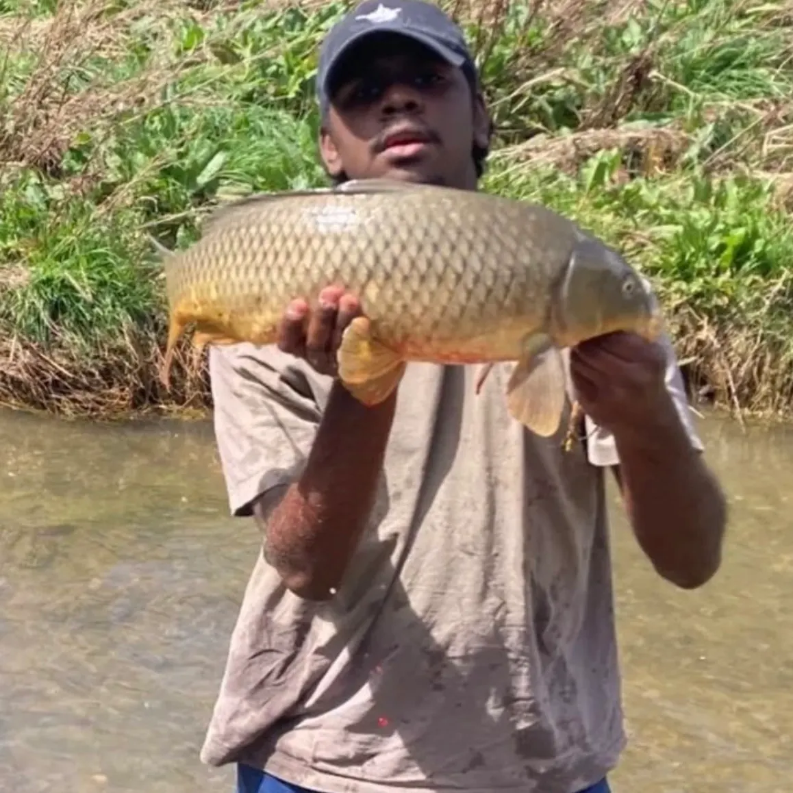 Common carp caught on Fishbrain