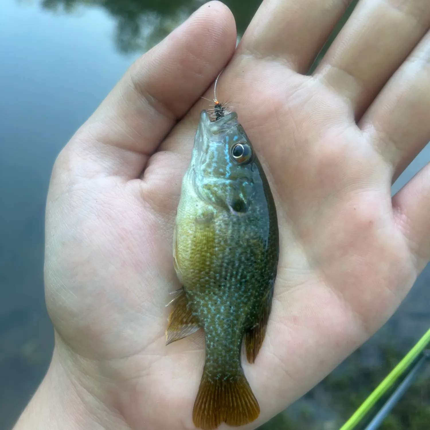 Green sunfish caught on Fishbrain