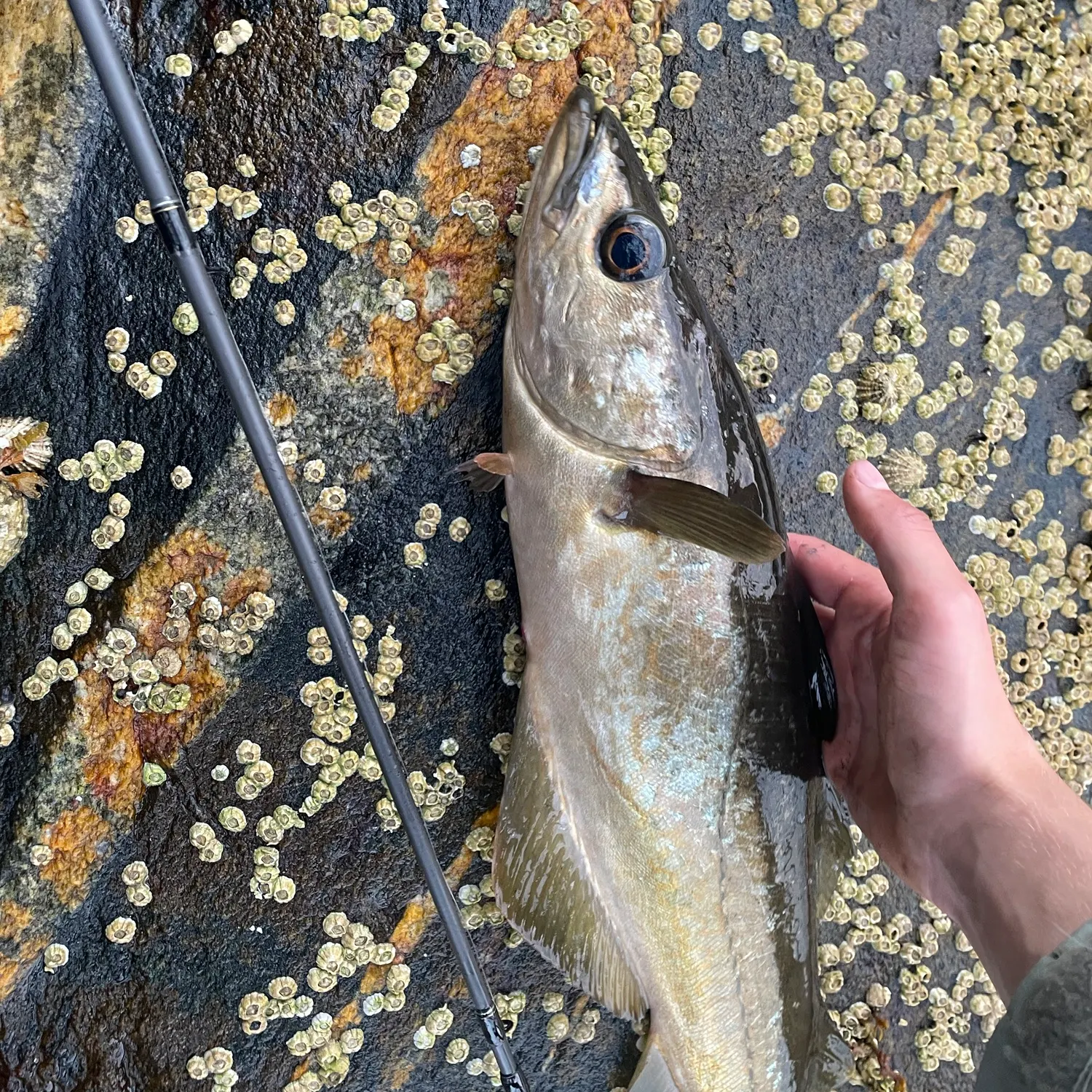 Pollack caught on Fishbrain