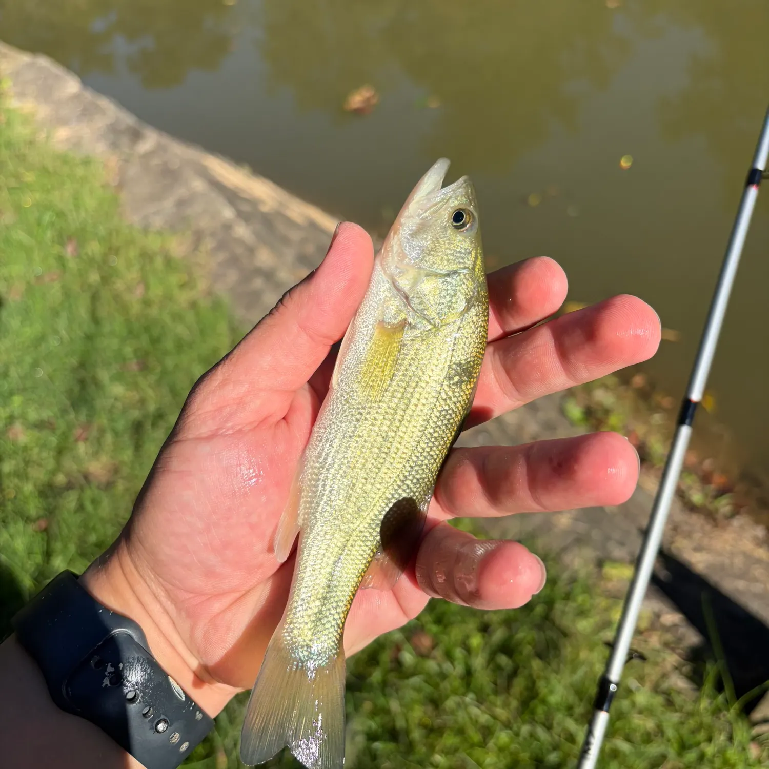Spotted bass caught on Fishbrain