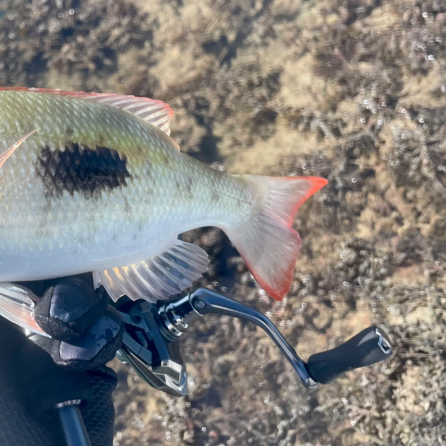 The most recent Black blotch emperor catches on Fishbrain