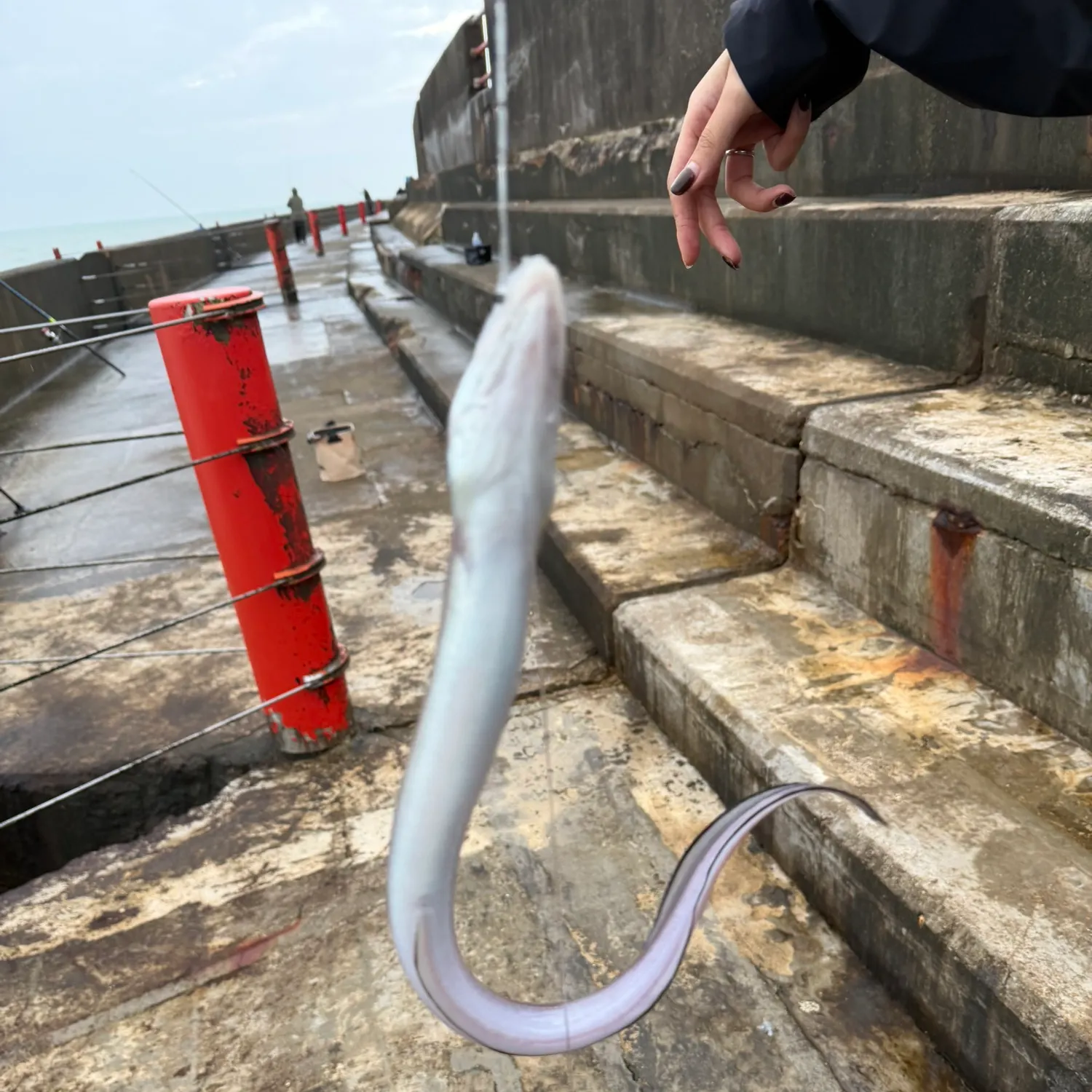The most recent European eel catches on Fishbrain
