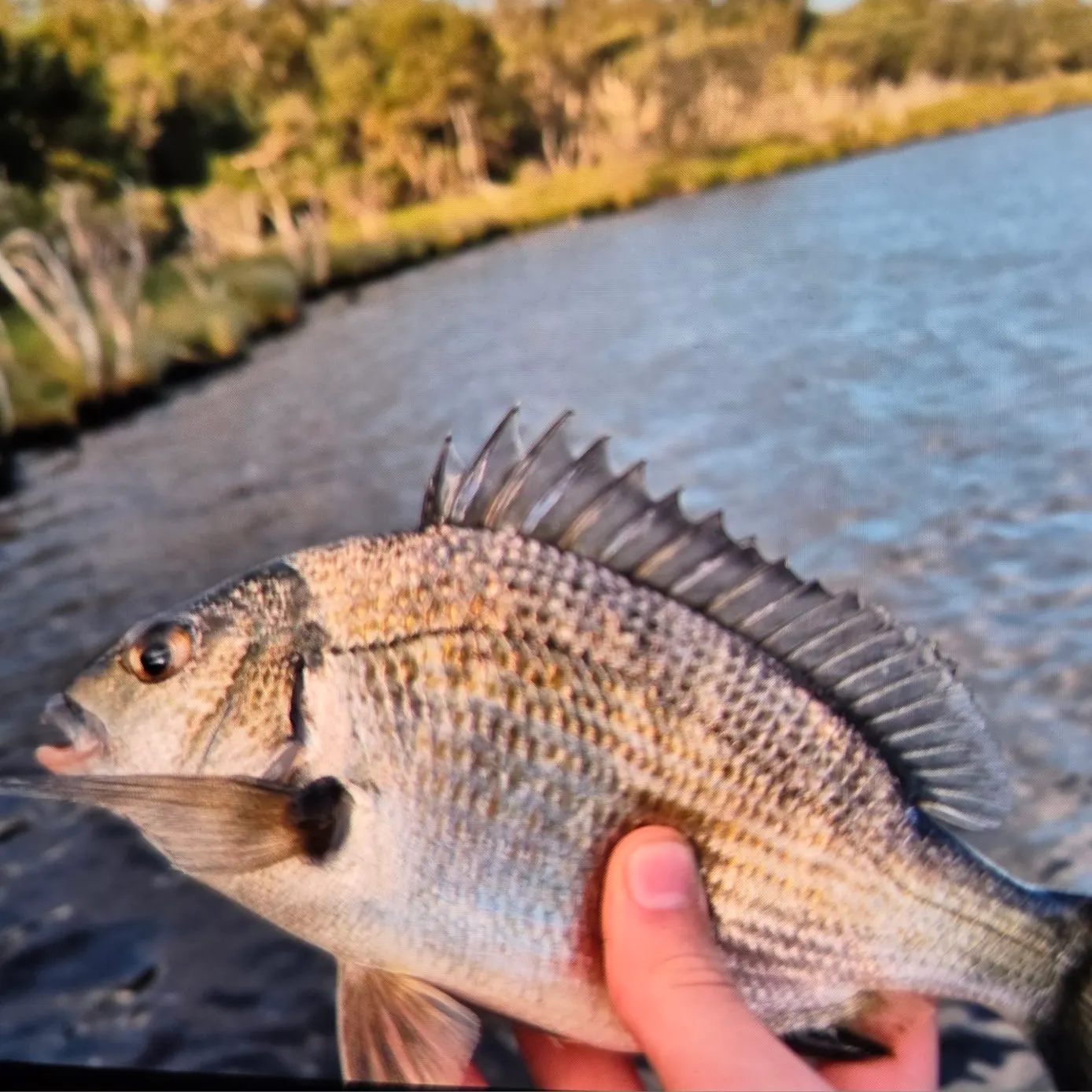 Fish caught on Fishbrain