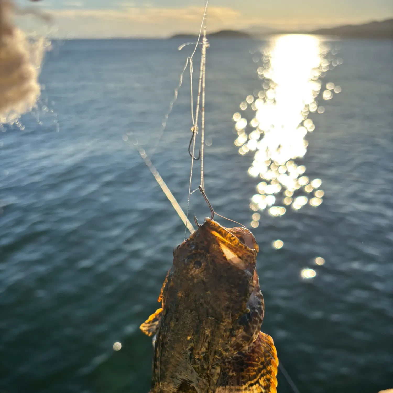 The most recent Pacific staghorn sculpin catches on Fishbrain