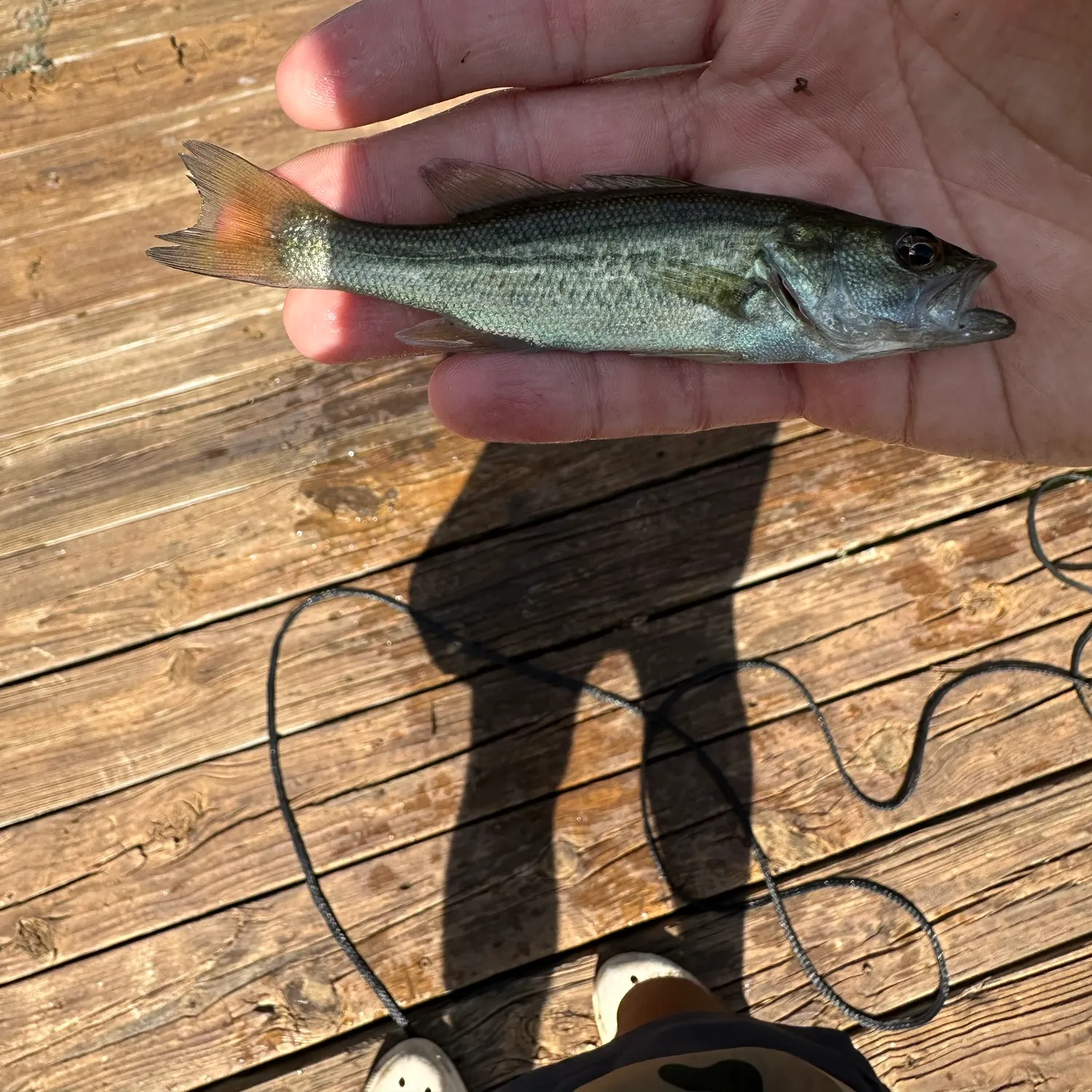 Spotted bass caught on Fishbrain