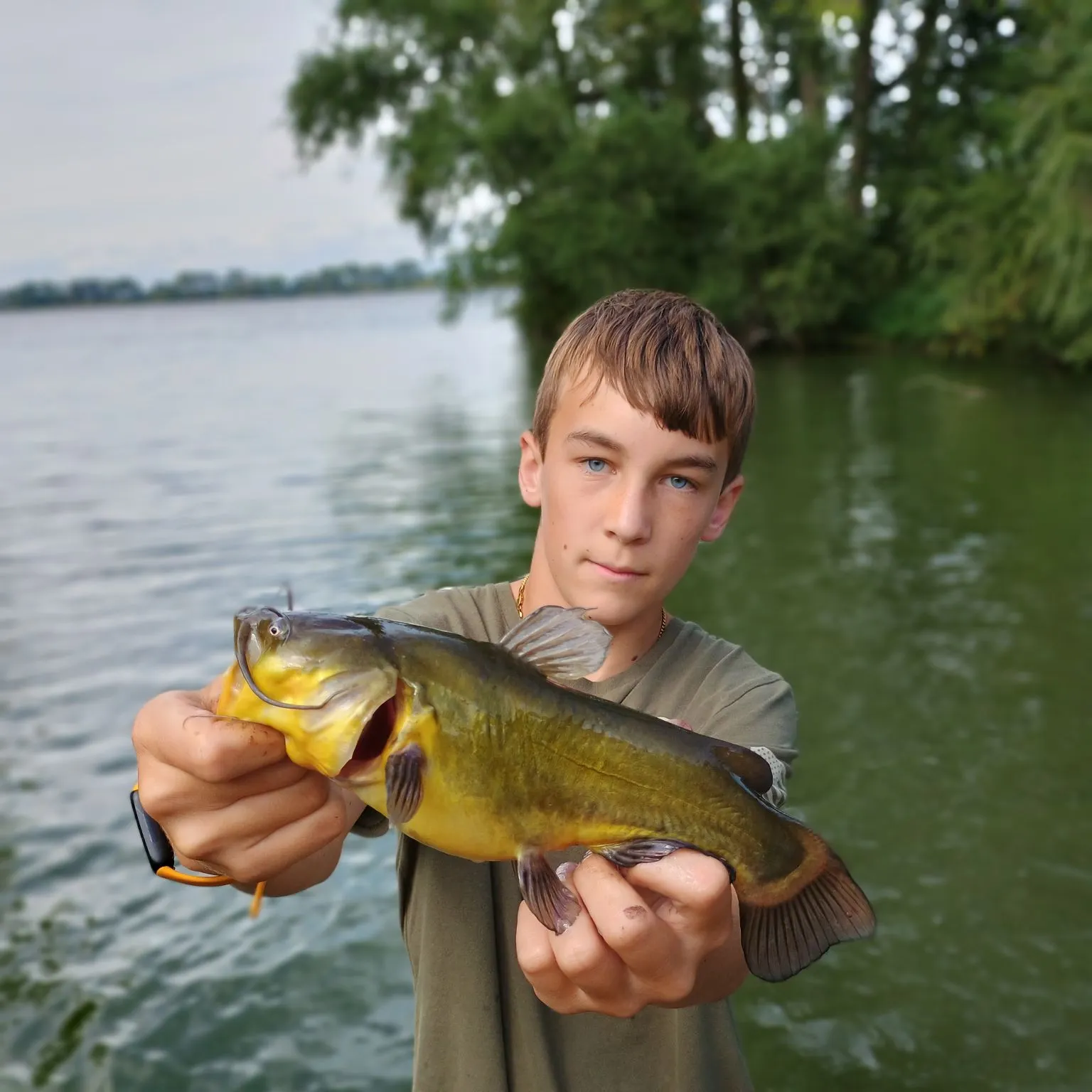 Yellow bullhead caught on Fishbrain