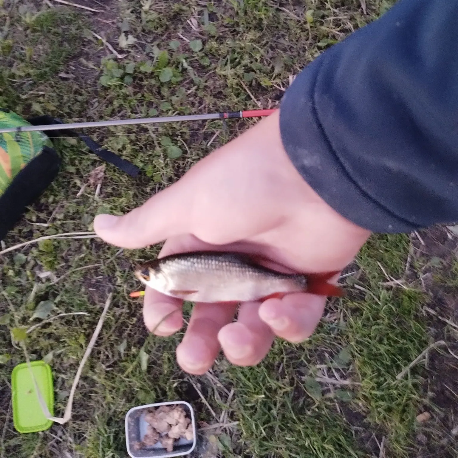 European perch caught on Fishbrain