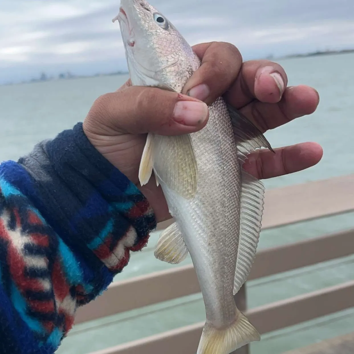 The most recent Pacific whiting catches on Fishbrain