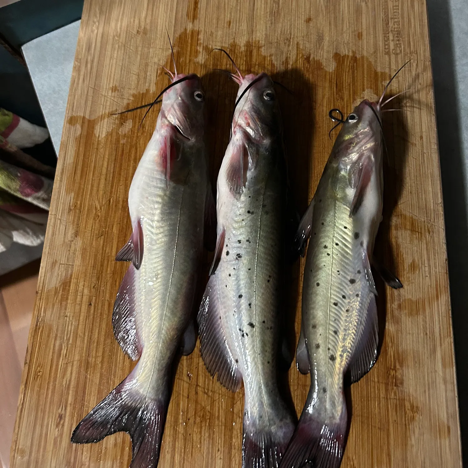 recently logged catches