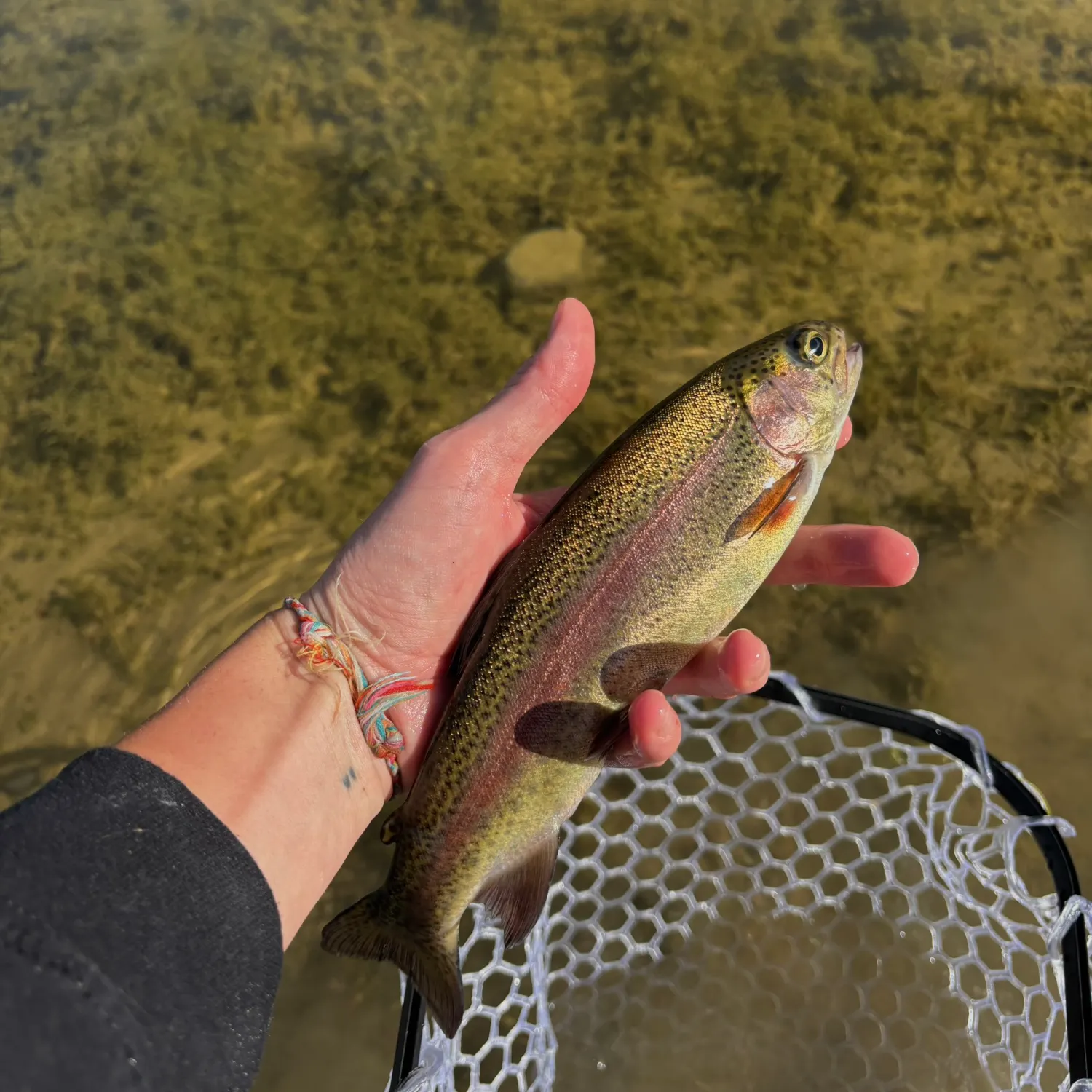 Cutbow caught on Fishbrain