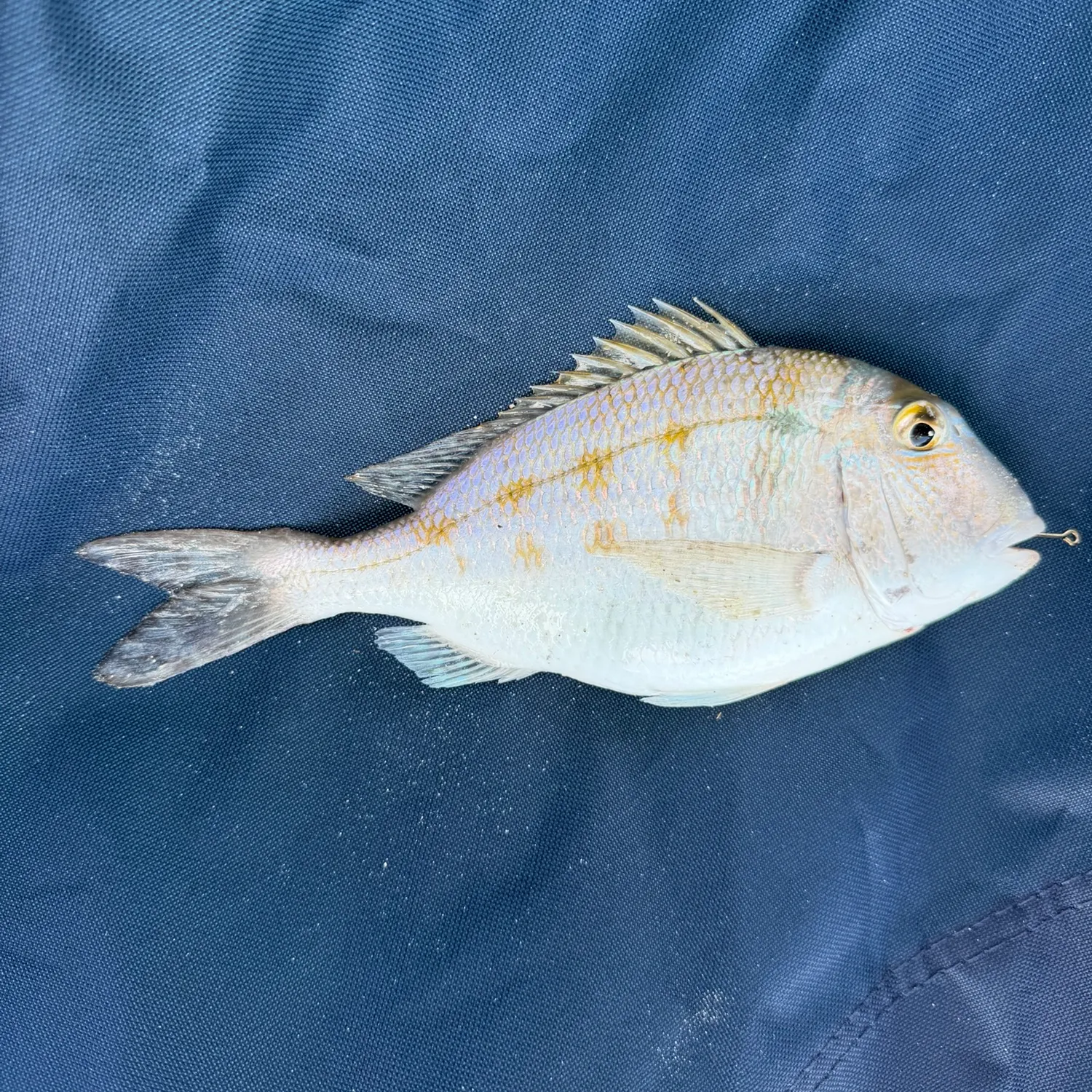 The most recent Littlehead Porgy catches on Fishbrain