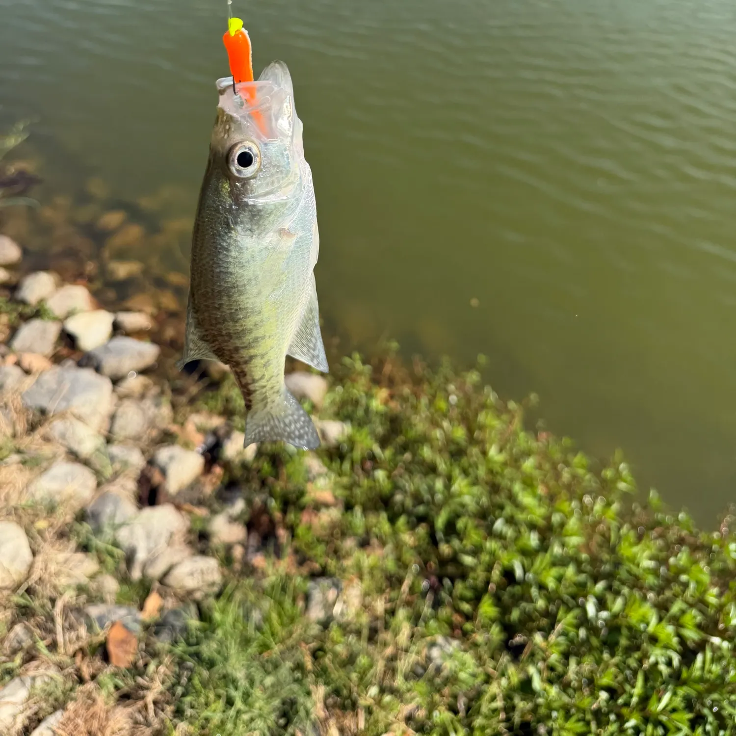 White crappie caught on Fishbrain