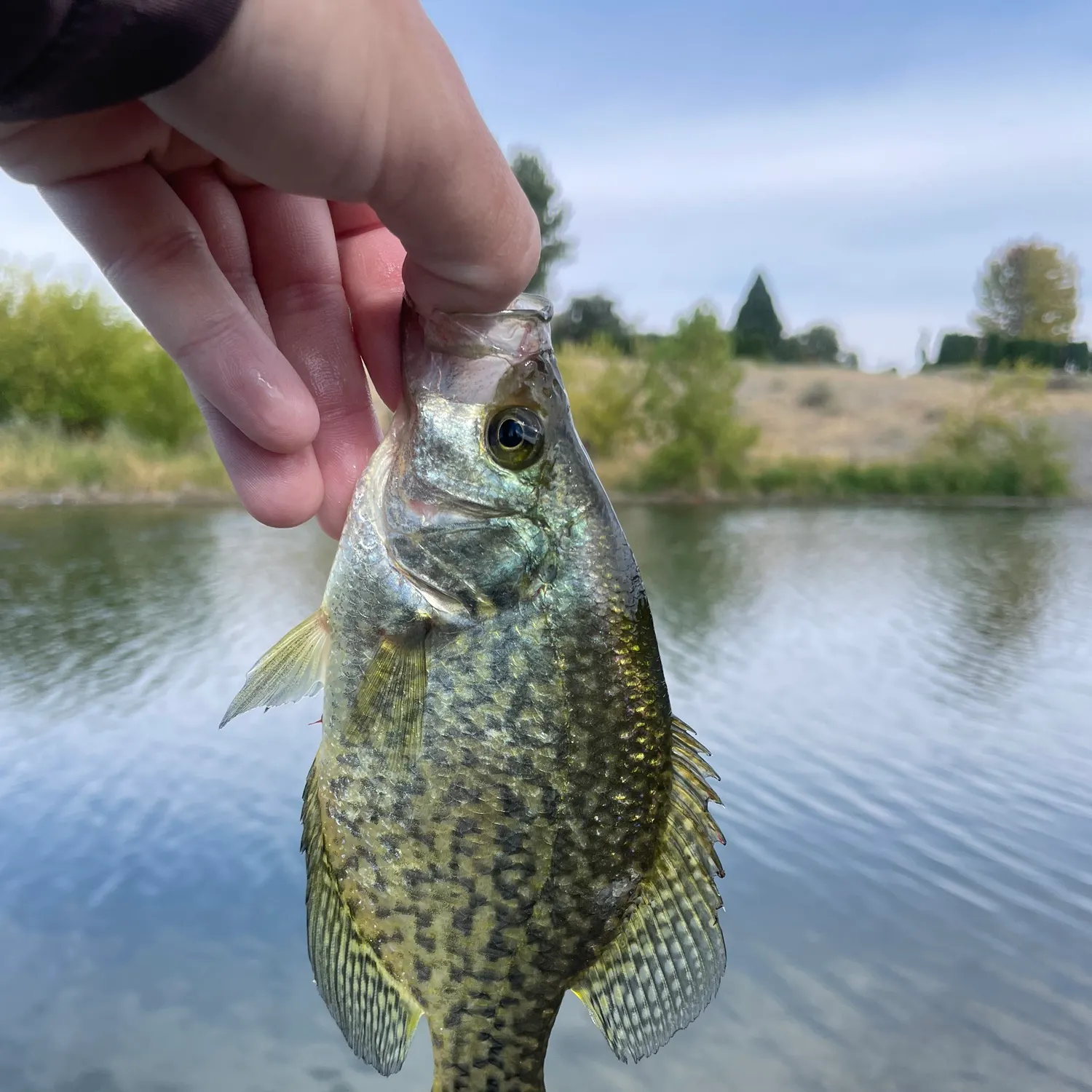 Black crappie caught on Fishbrain
