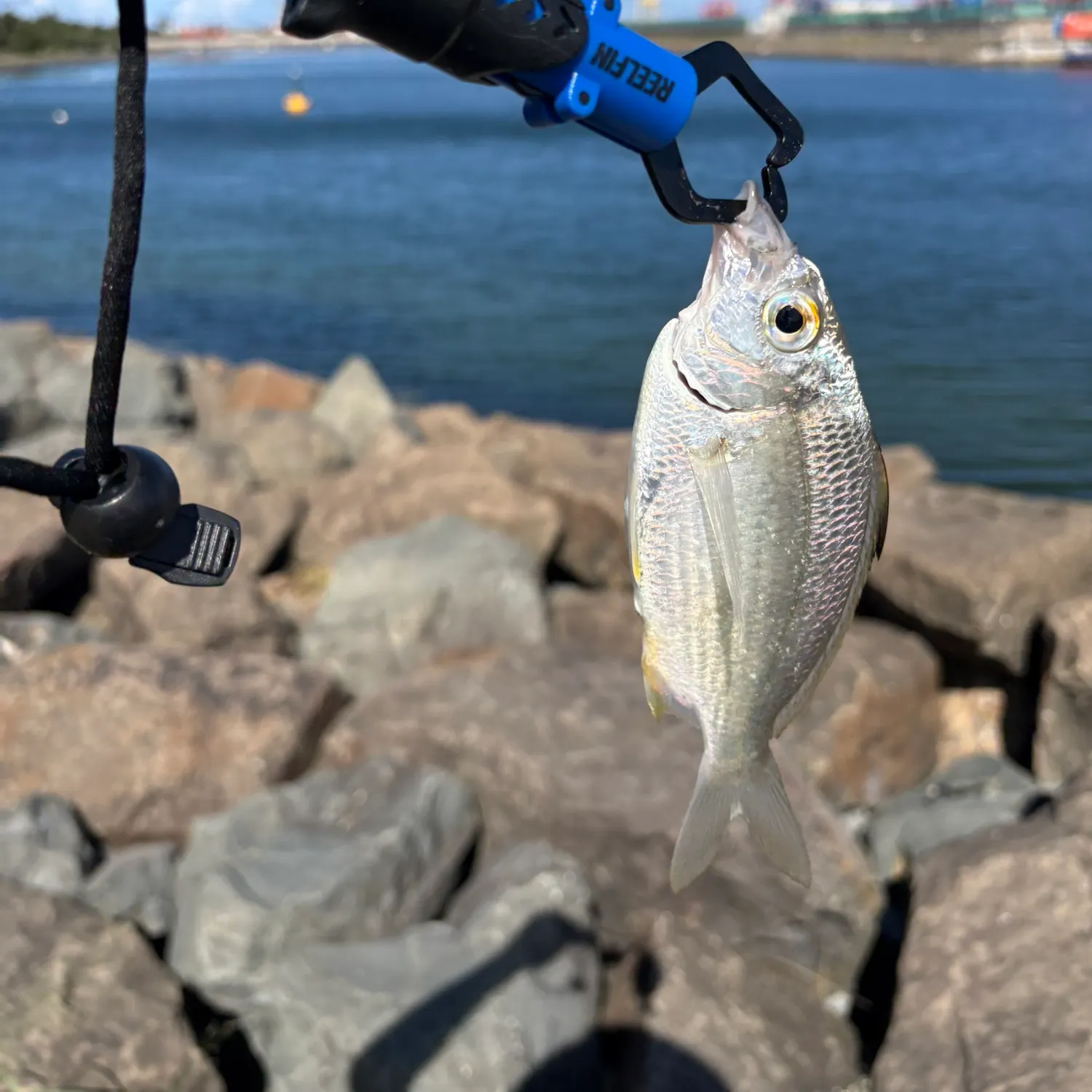 The most recent Common silver belly catches on Fishbrain
