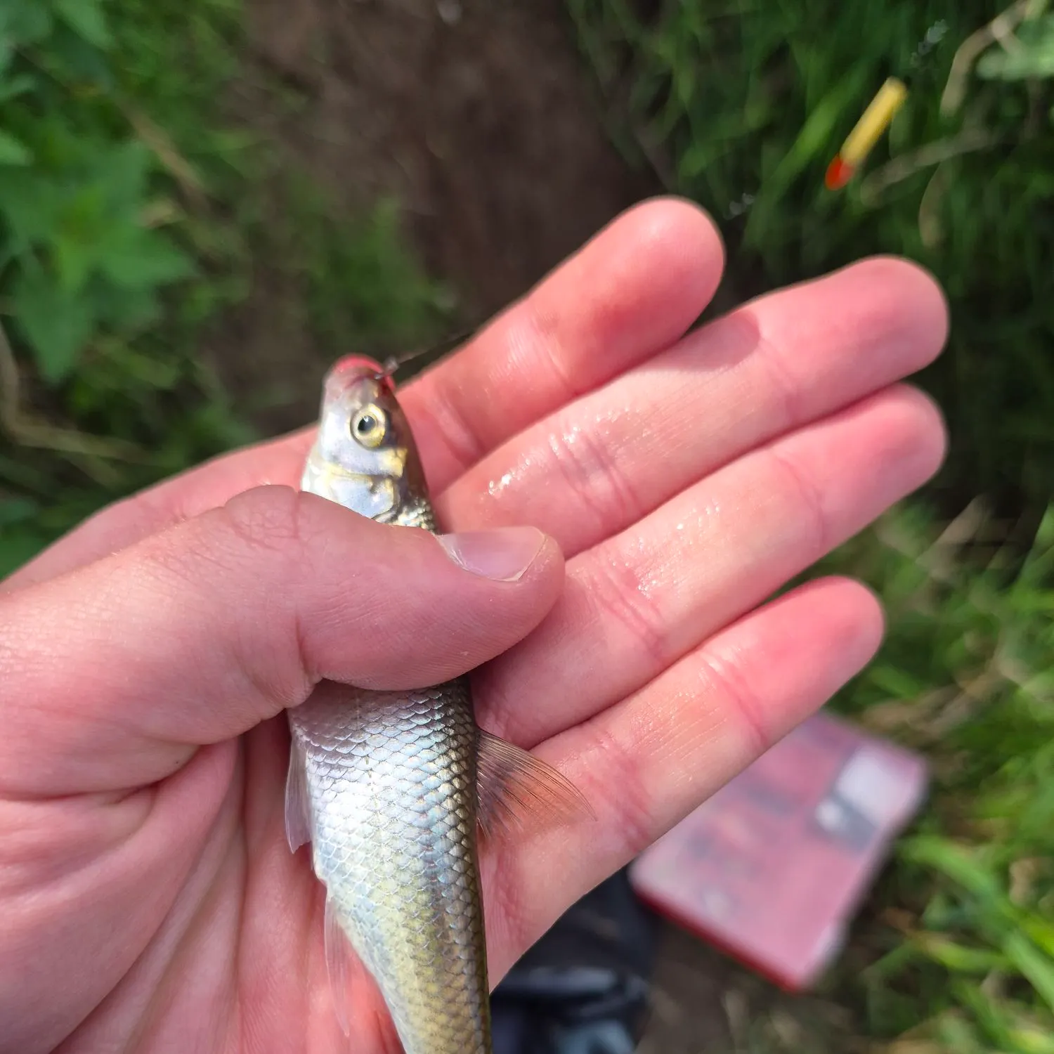 Common dace caught on Fishbrain
