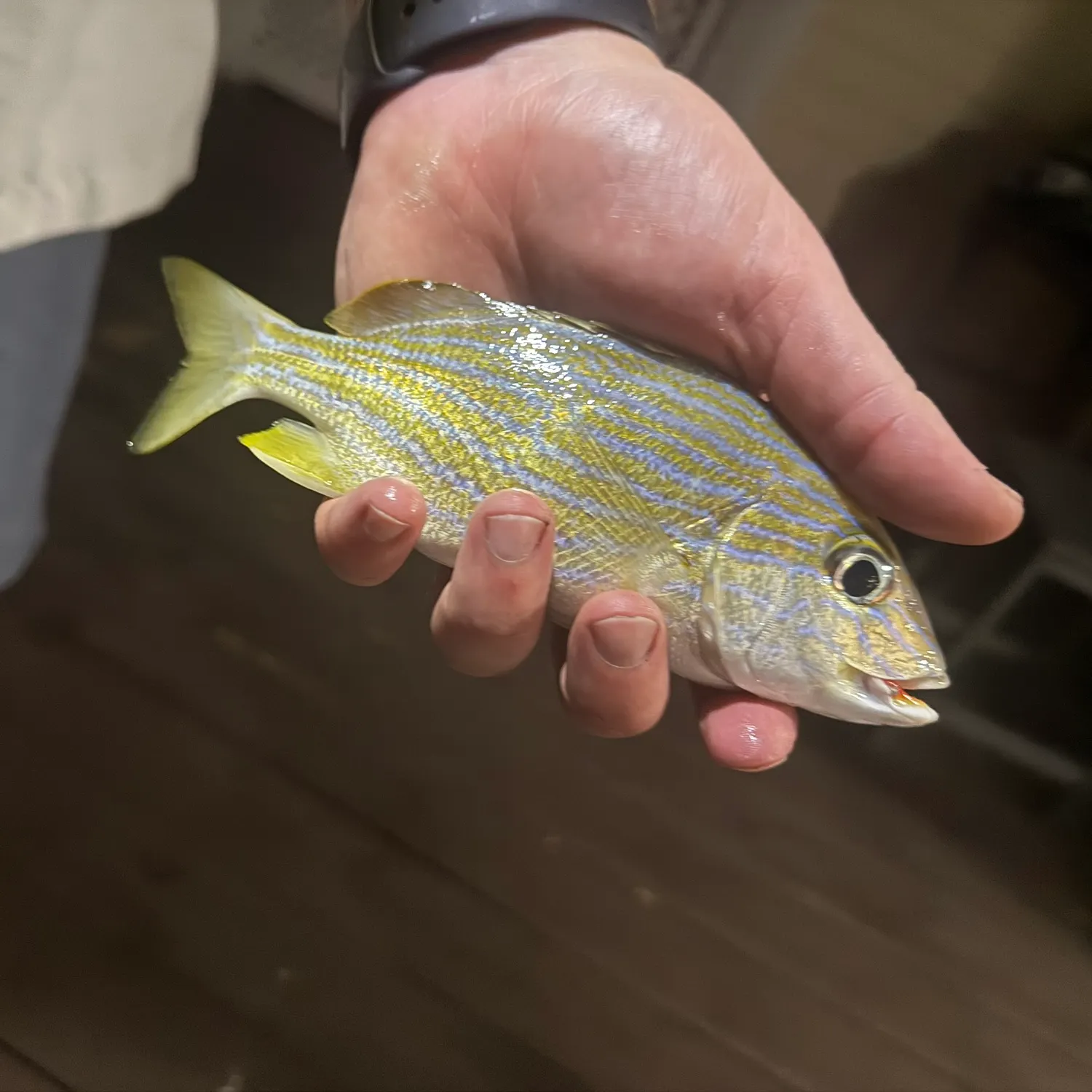The most recent Bluestriped grunt catches on Fishbrain