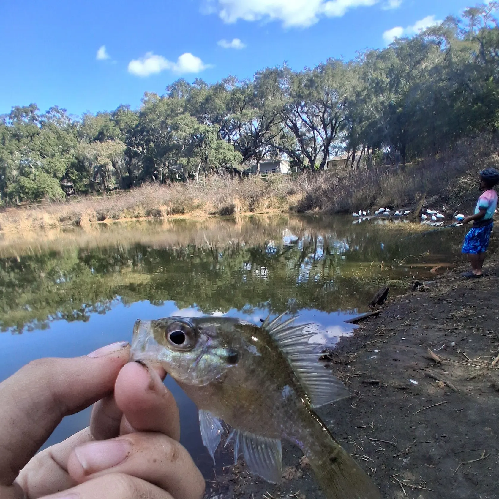 The most recent Warmouth catches on Fishbrain