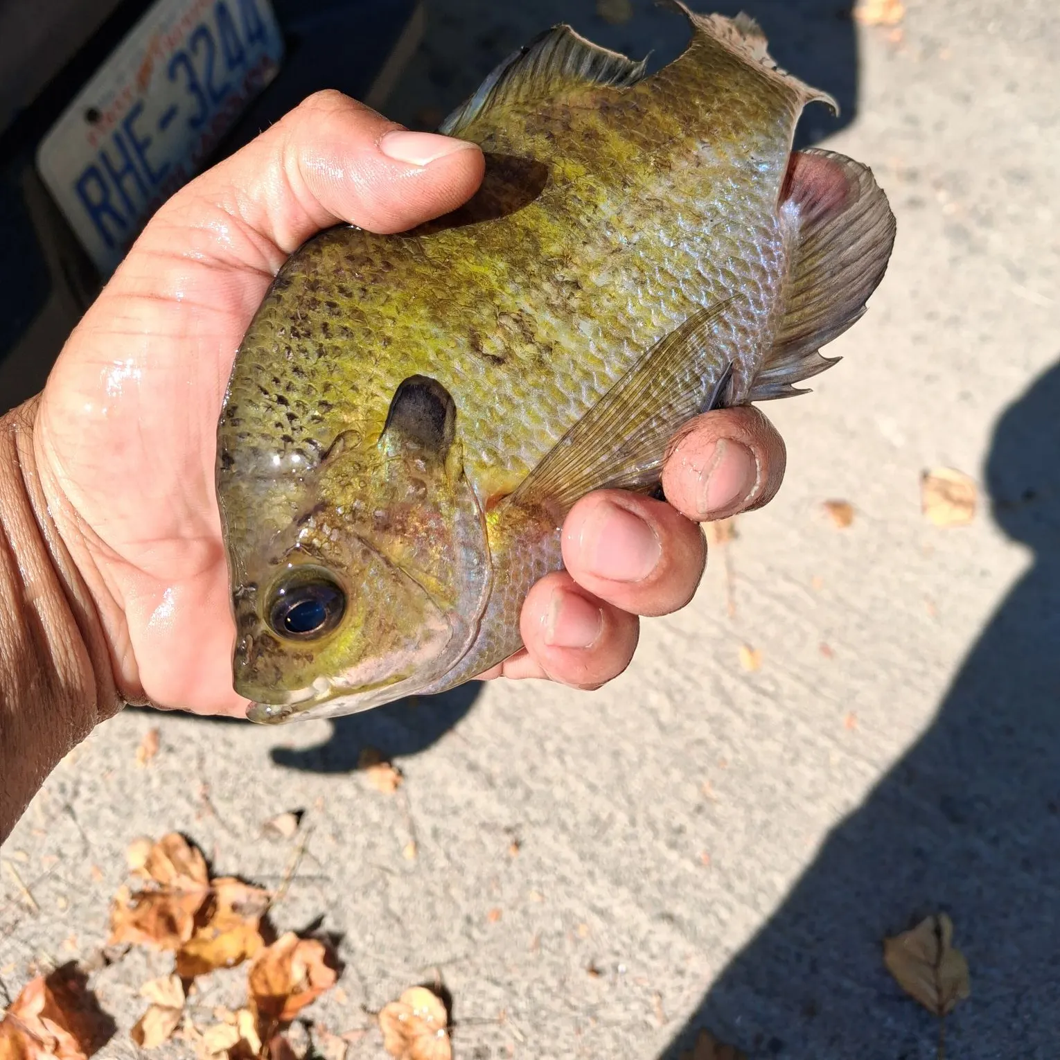 Bluegill caught on Fishbrain