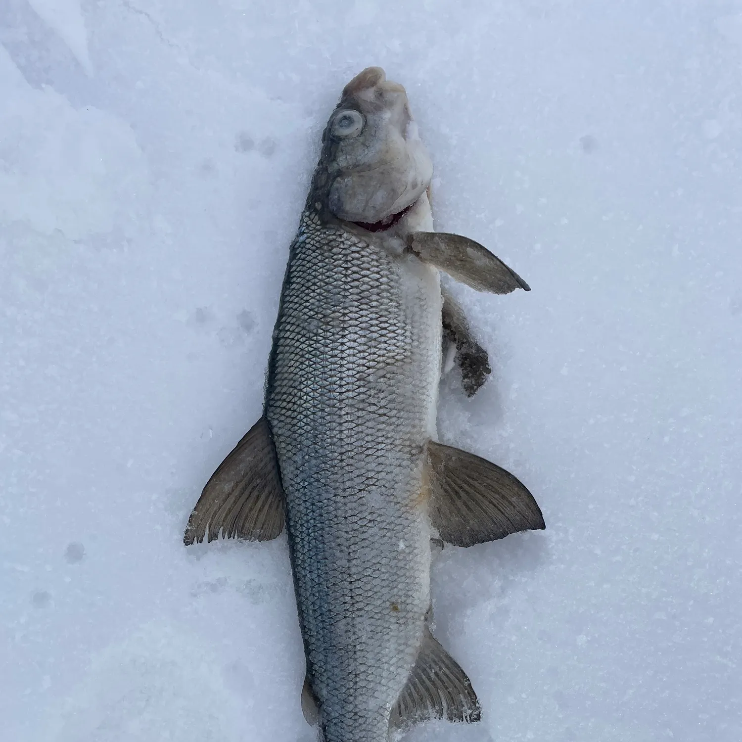 The most recent Lake whitefish catches on Fishbrain
