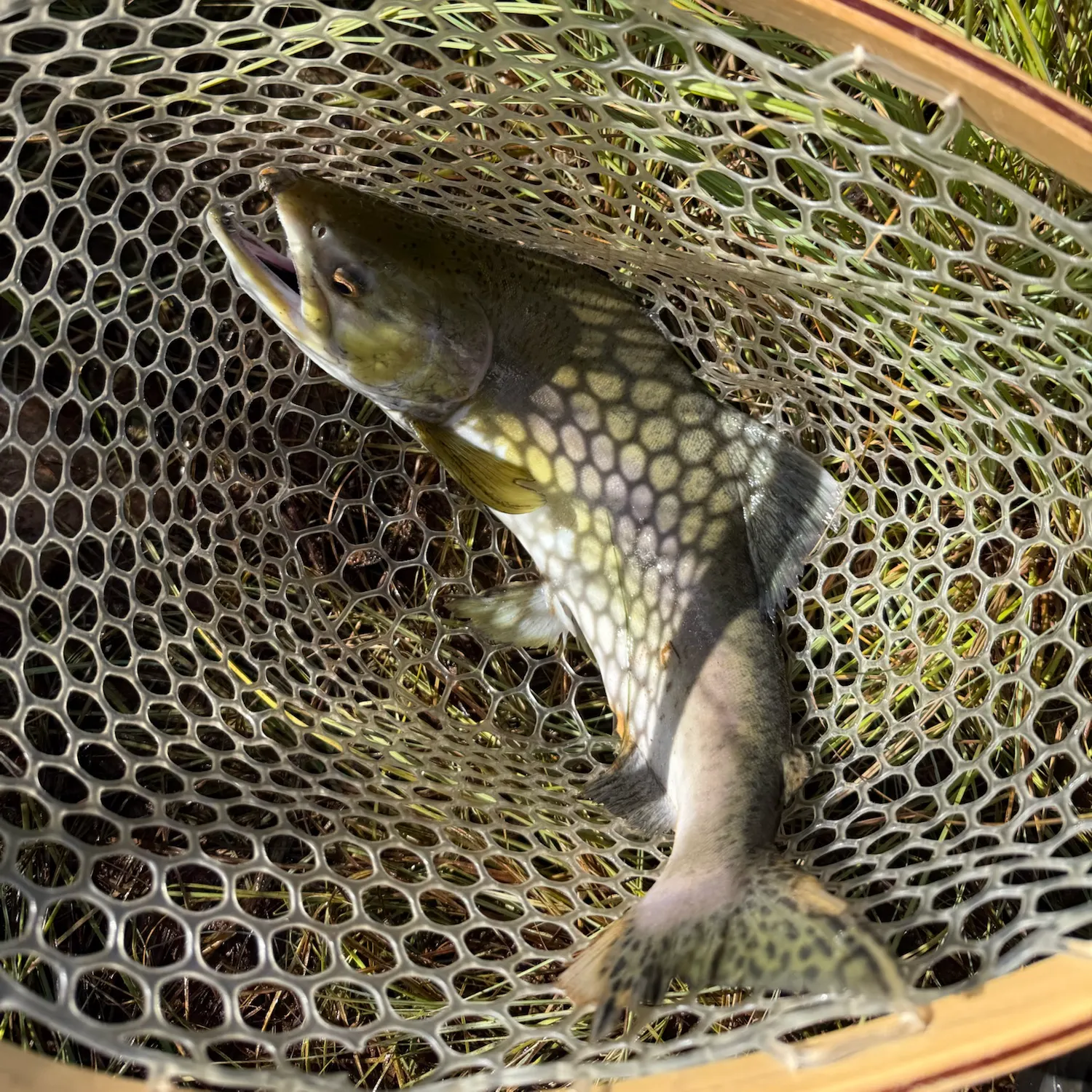 Pink salmon caught on Fishbrain