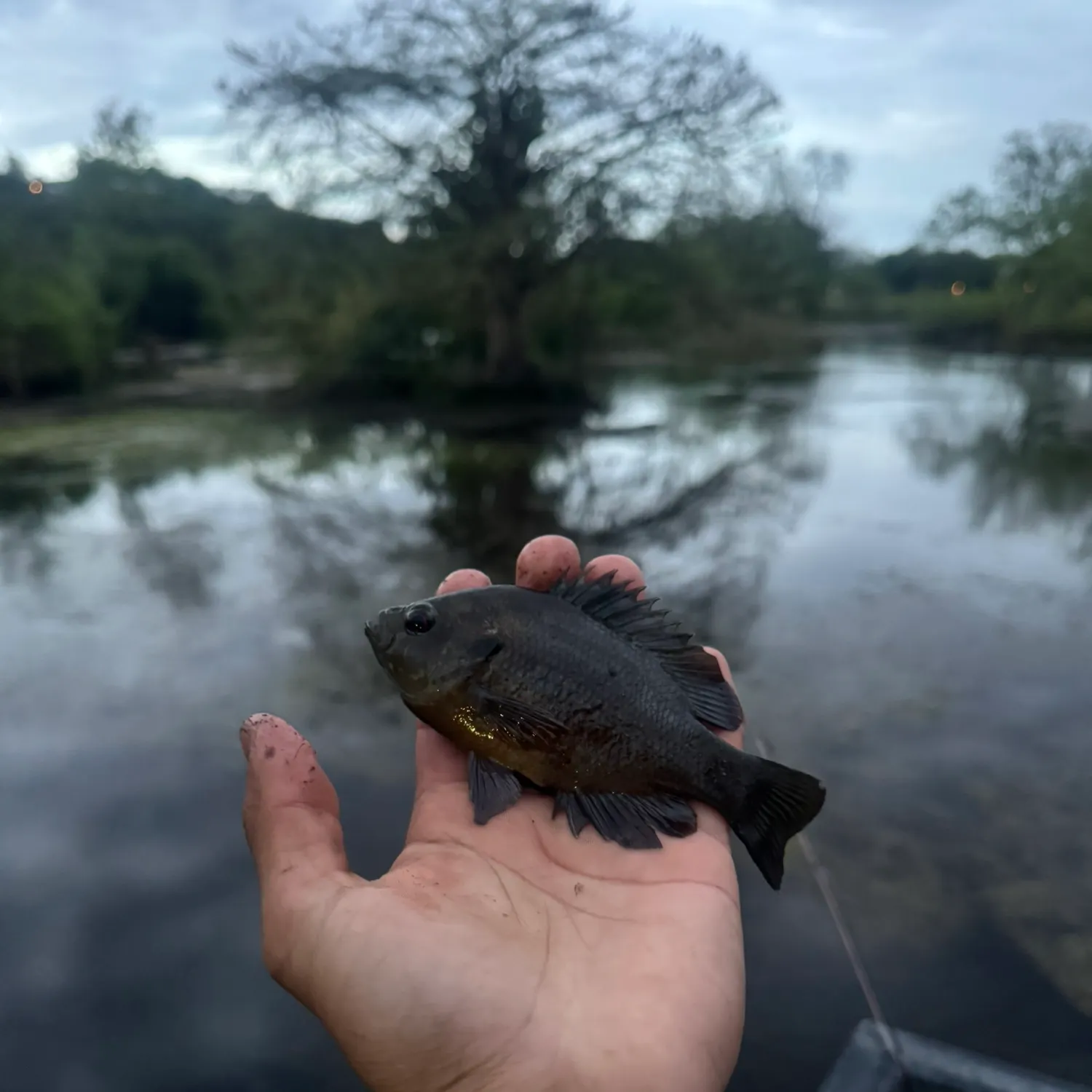 ᐅ Landa Lake fishing reports🎣• New Braunfels, TX (United States) fishing