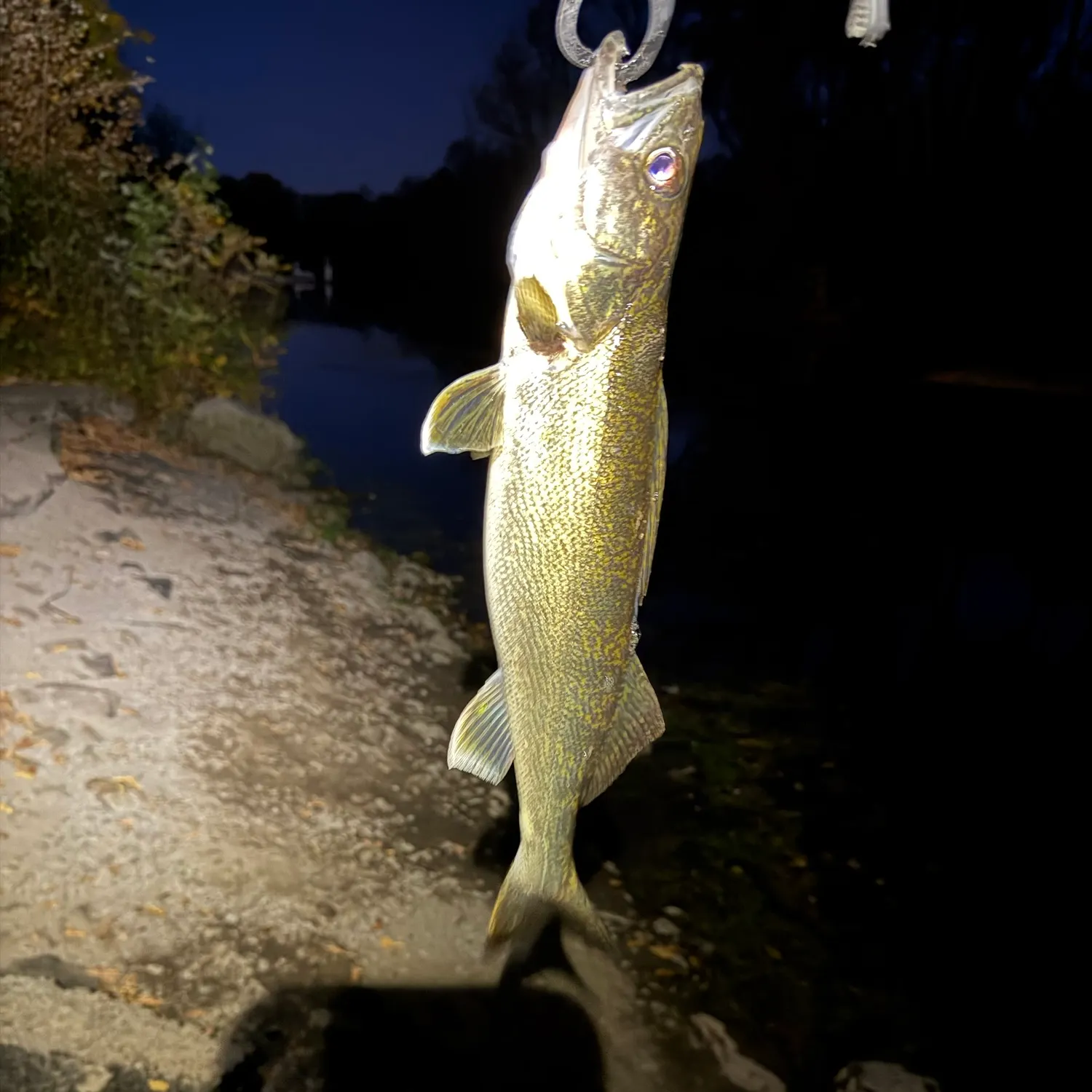 Walleye caught on Fishbrain