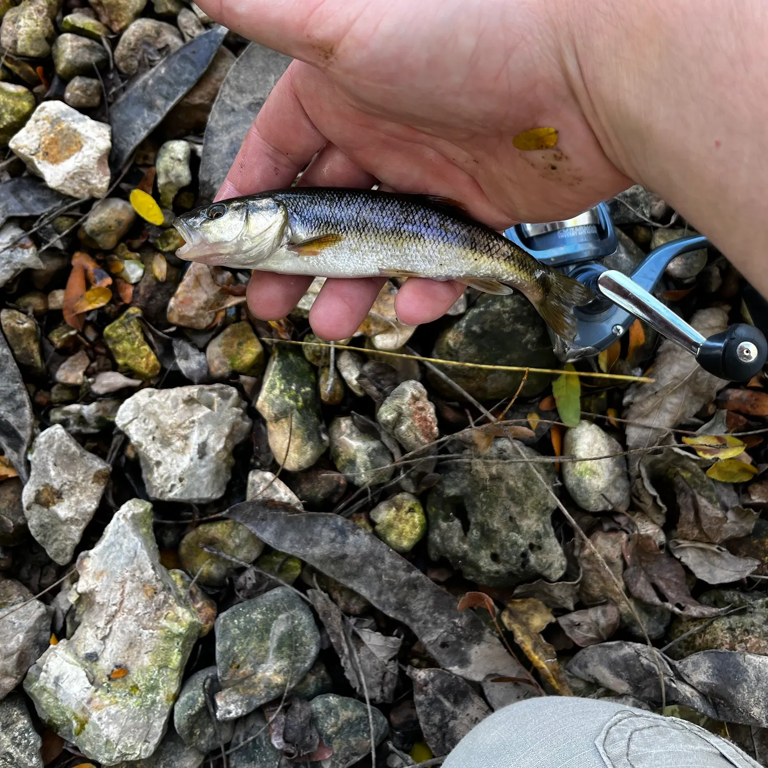 Creek chub caught on Fishbrain
