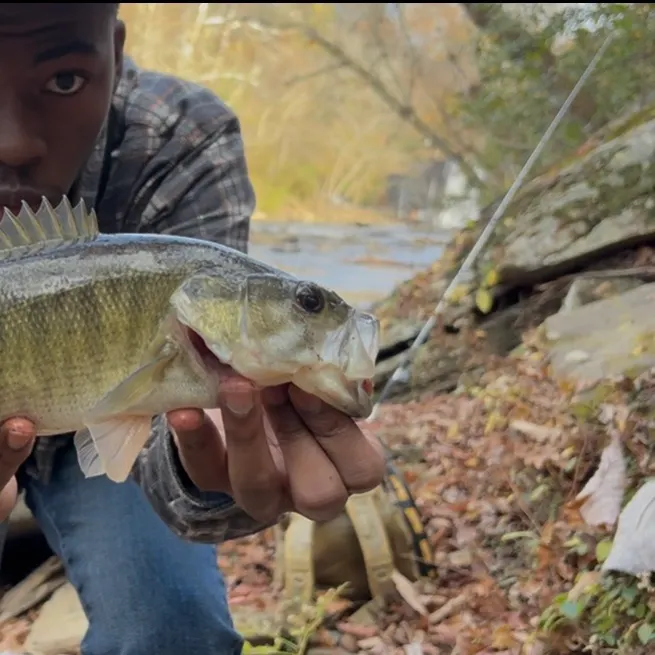 The most recent Shoal bass catches on Fishbrain