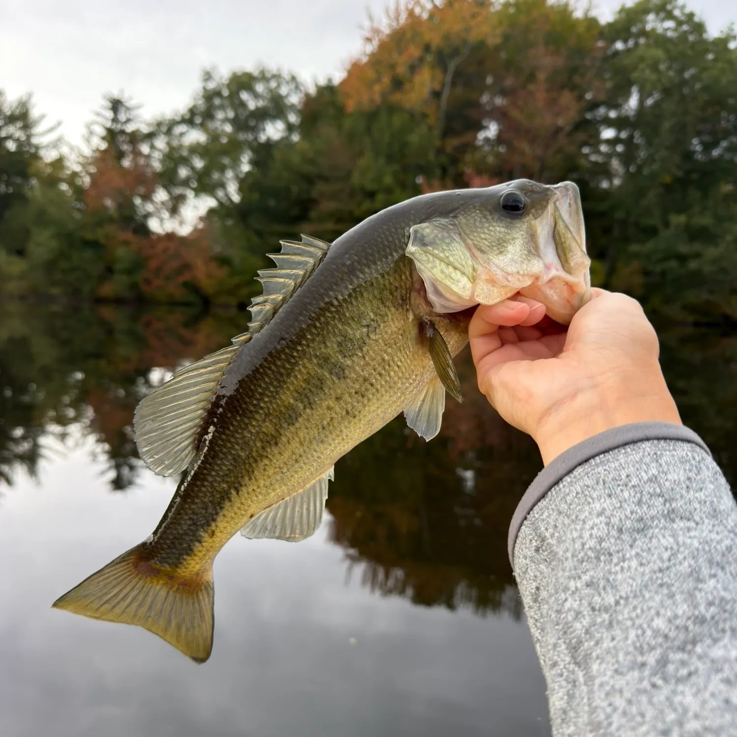 Largemouth bass caught on Fishbrain