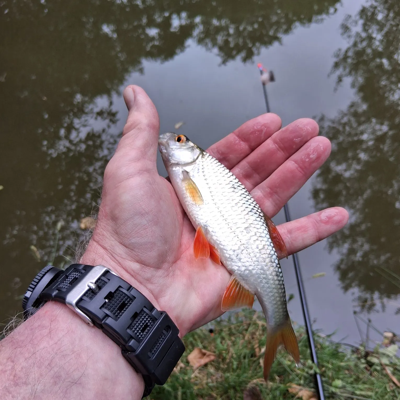 Common roach caught on Fishbrain
