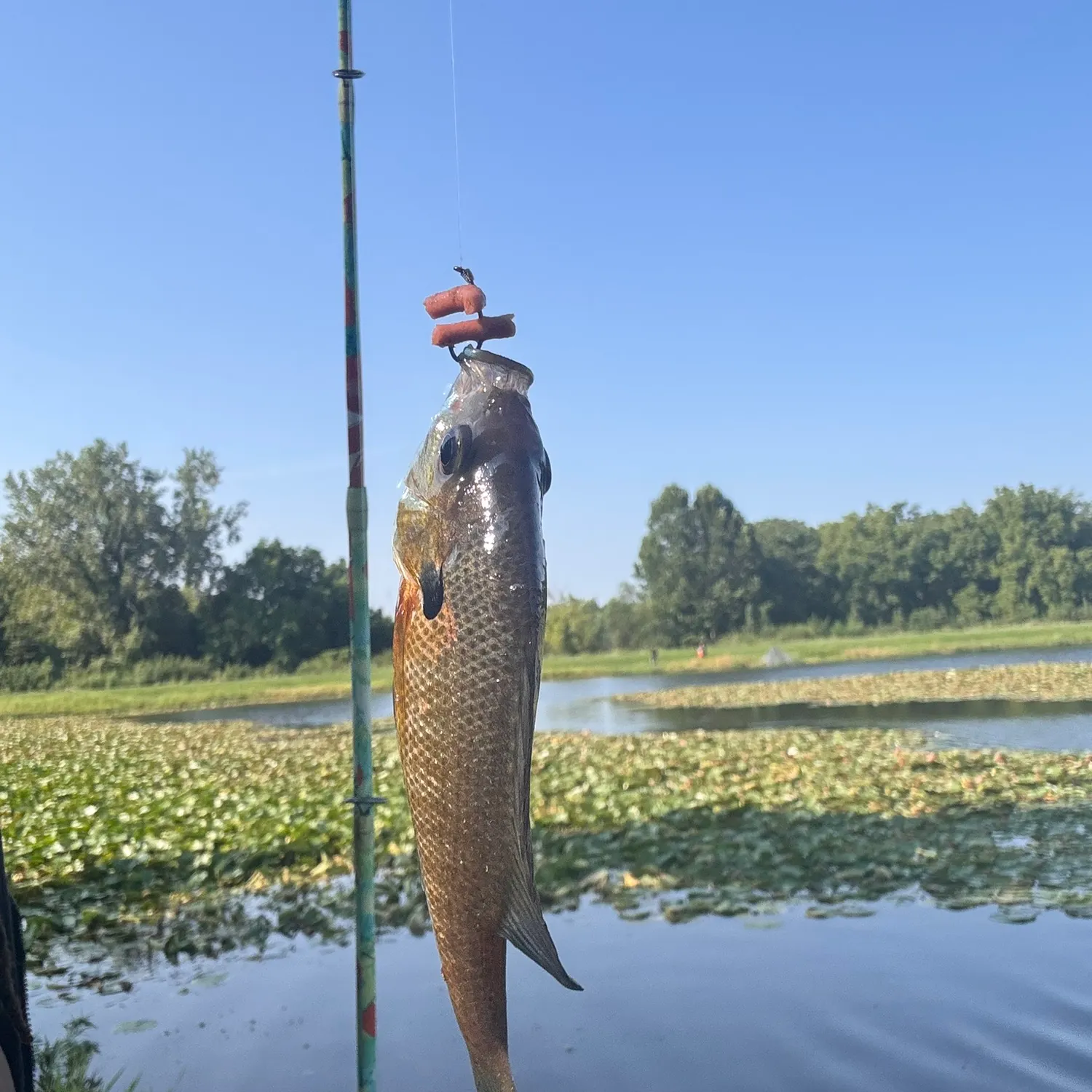 Bluegill caught on Fishbrain