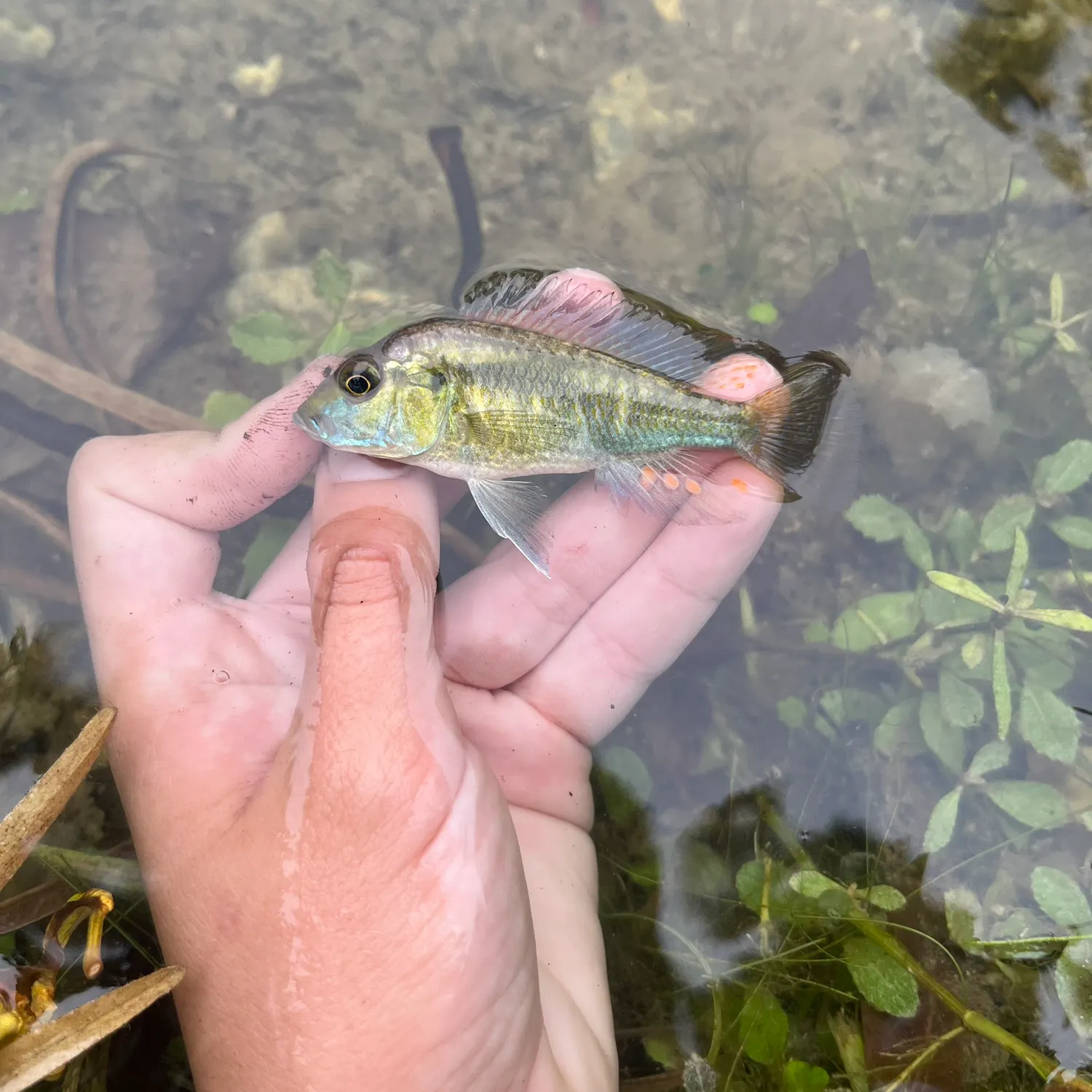 The most recent Eastern happy cichlid catches on Fishbrain