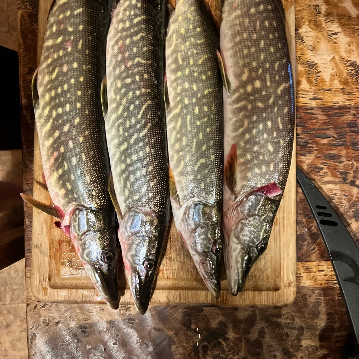 recently logged catches