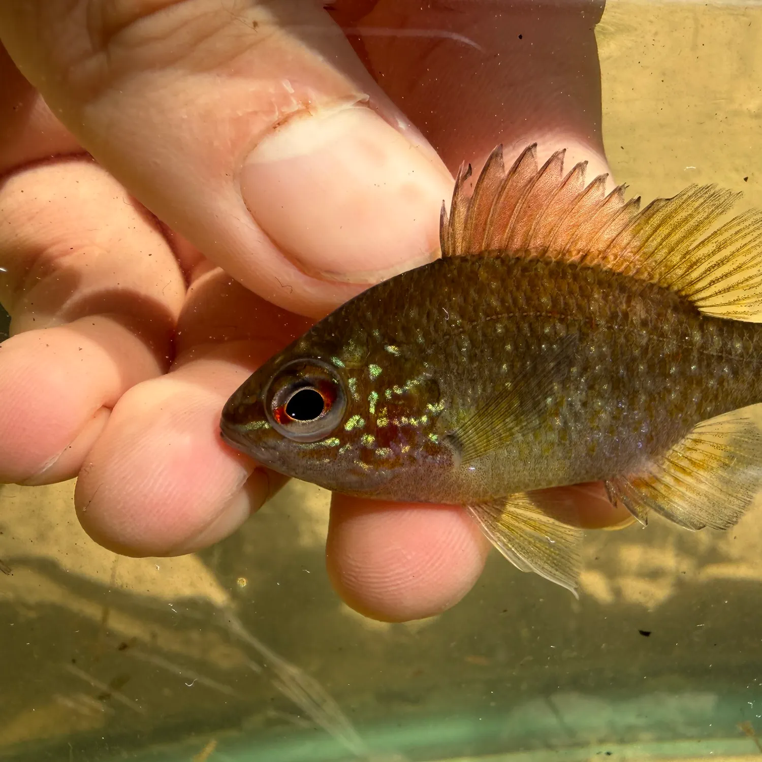 The most recent Dollar sunfish catches on Fishbrain